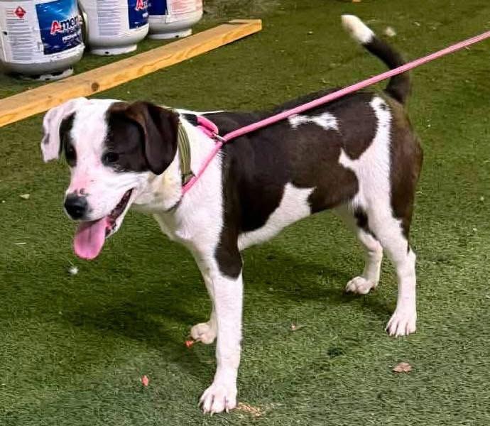 Enlarge Andi, a Adoptable mixed breed in Allentown, PA image 5/5