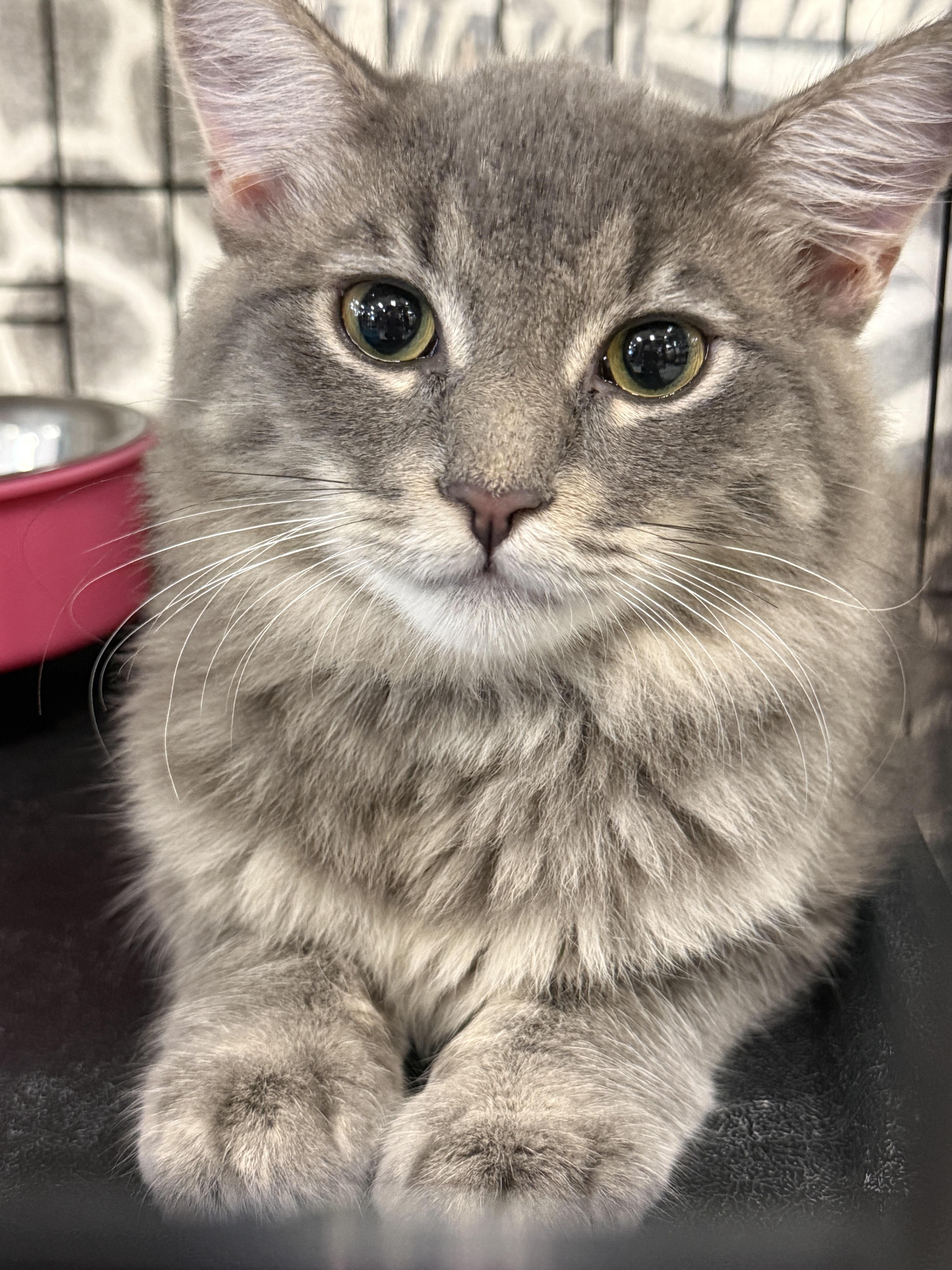 Heathcliff, Adoptable, Kitten Male Domestic Medium Hair.