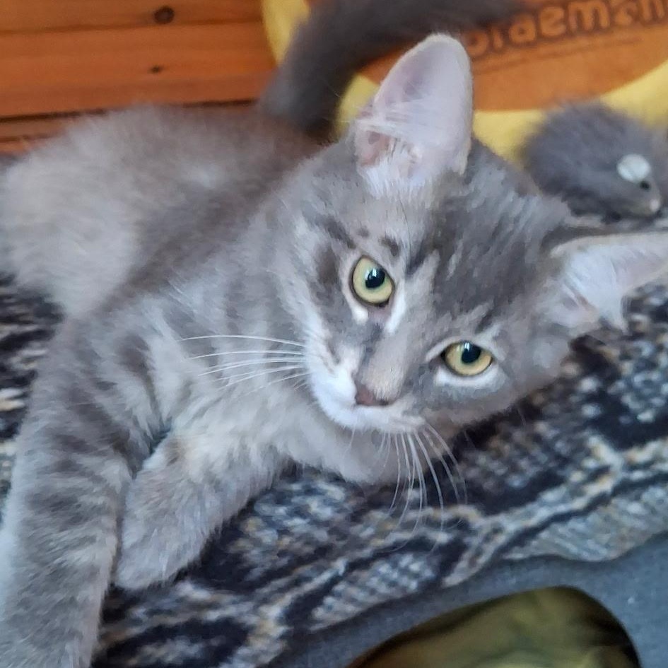Enlarge Heathcliff, an adopted Domestic Medium Hair in Westminster, CA image 2/2
