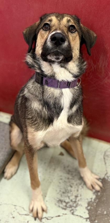 Enlarge Philly, a Adoptable mixed breed in Madera, CA image 1/2