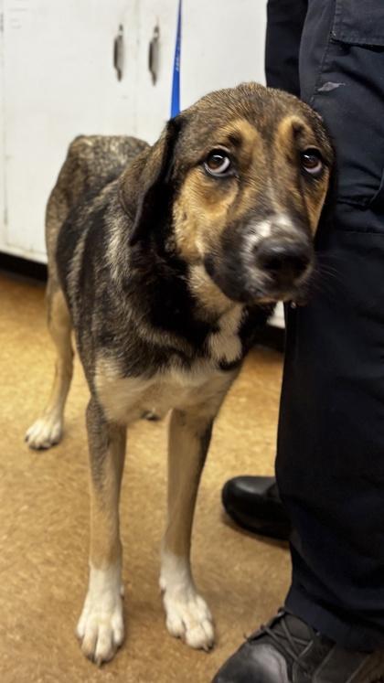 Philly, Adoptable, Senior Female Shepherd & Mixed Breed.