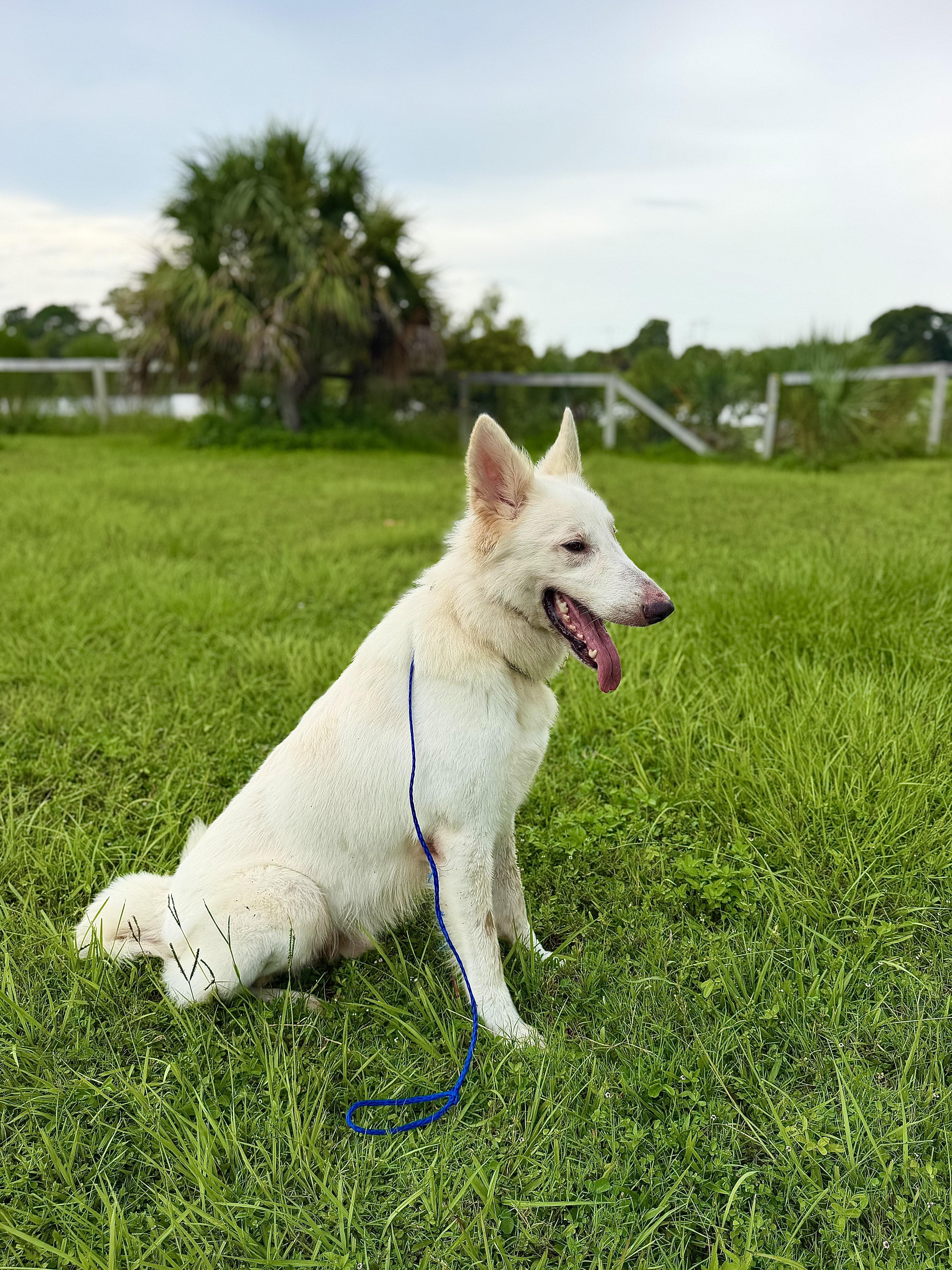 Hank, Adoptable, Adult Male White German Shepherd.