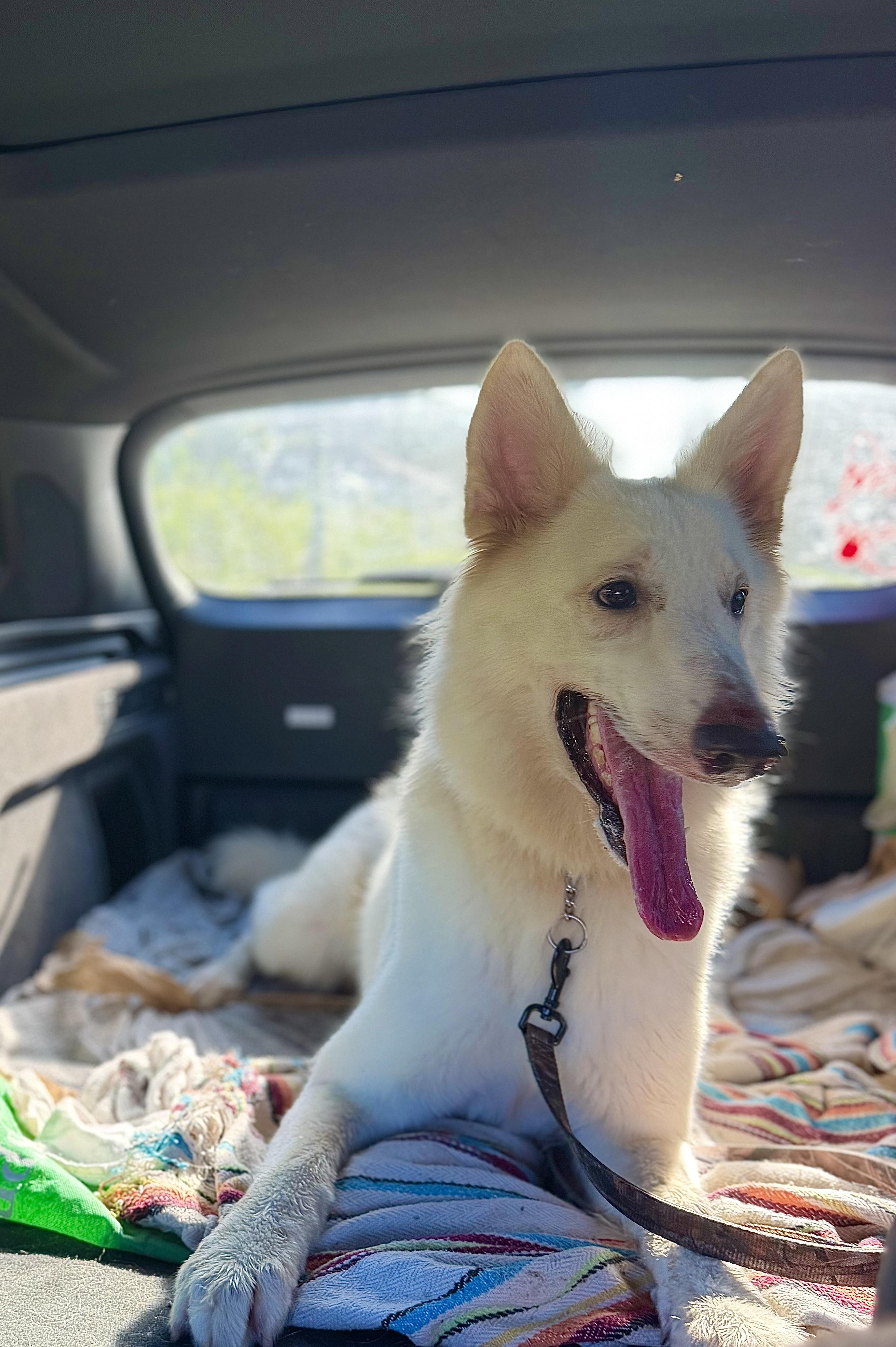 Enlarge Hank, a Adoptable White German Shepherd in Port Saint Lucie, FL image 2/5