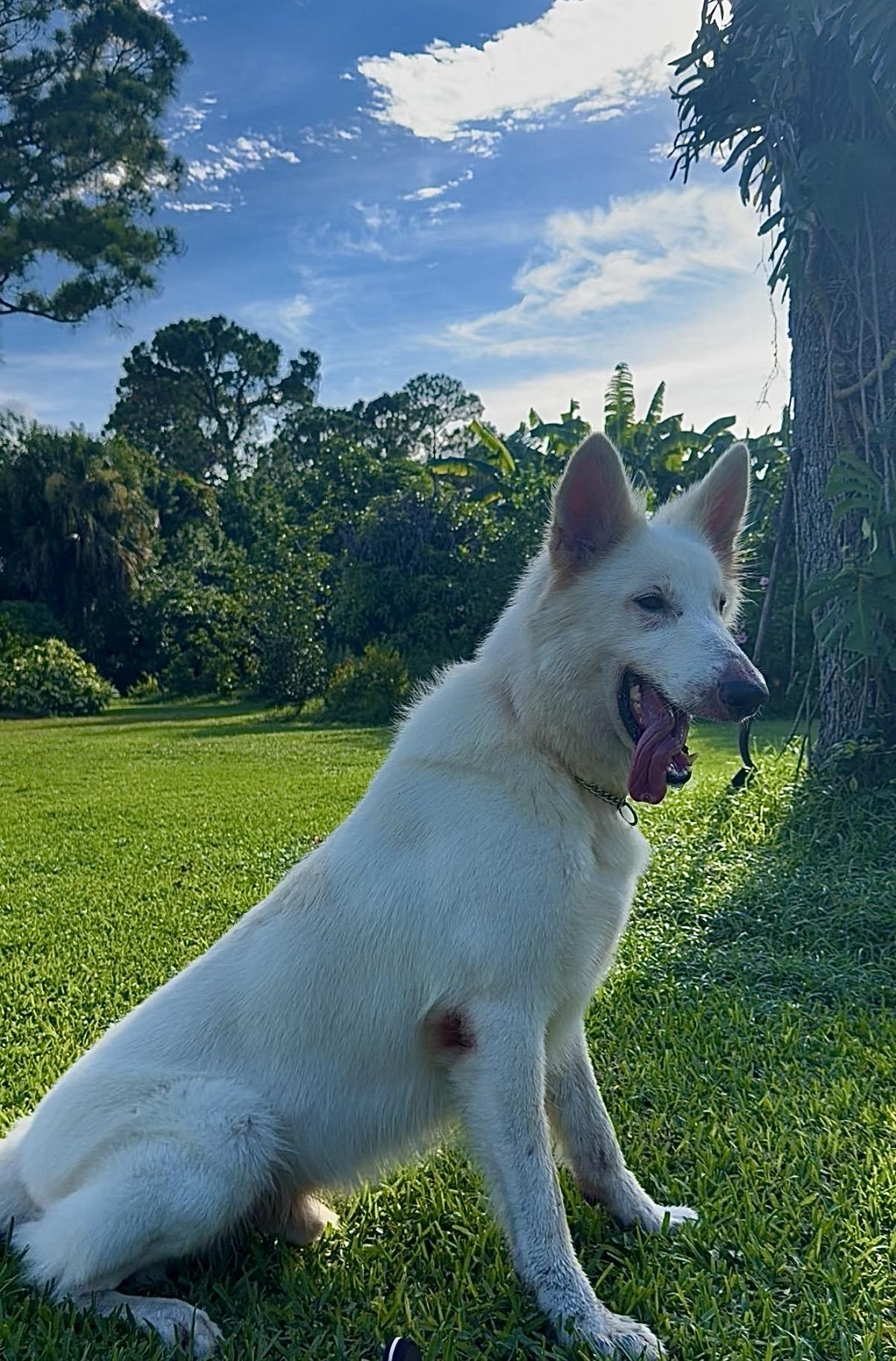 Enlarge Hank, a Adoptable White German Shepherd in Port Saint Lucie, FL image 4/5