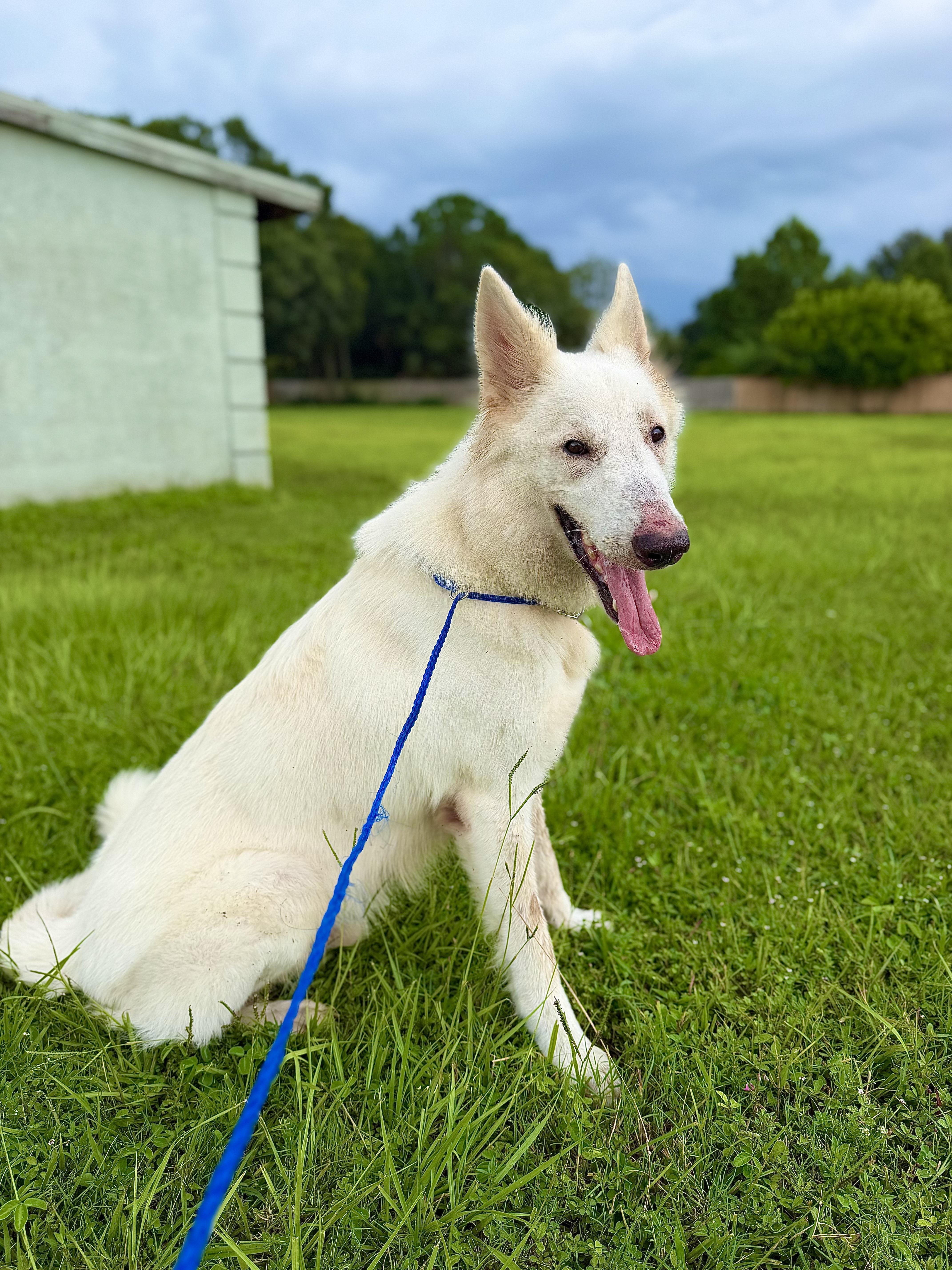 Enlarge Hank, a Adoptable White German Shepherd in Port Saint Lucie, FL image 3/5