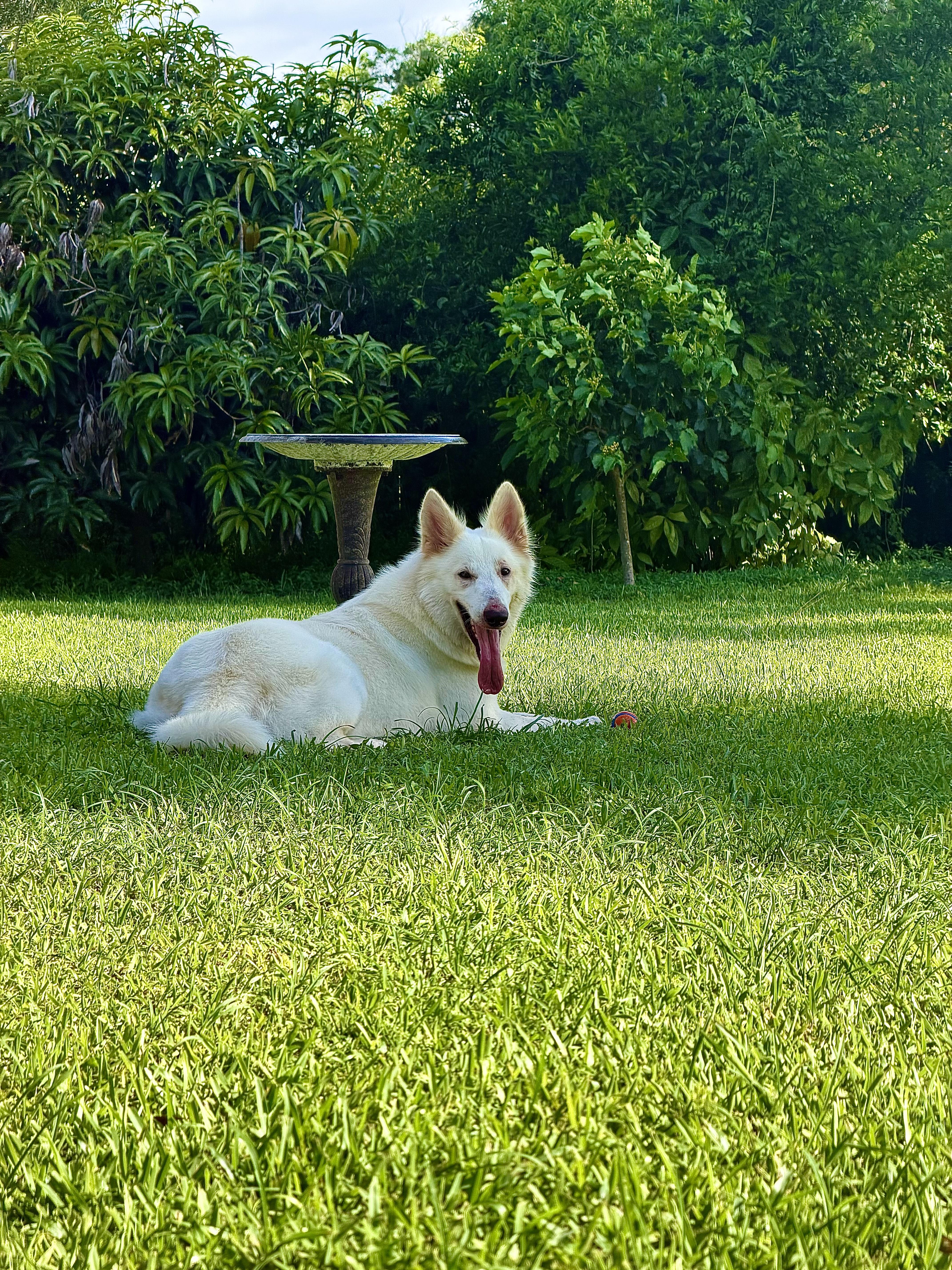 Enlarge Hank, a Adoptable White German Shepherd in Port Saint Lucie, FL image 5/5