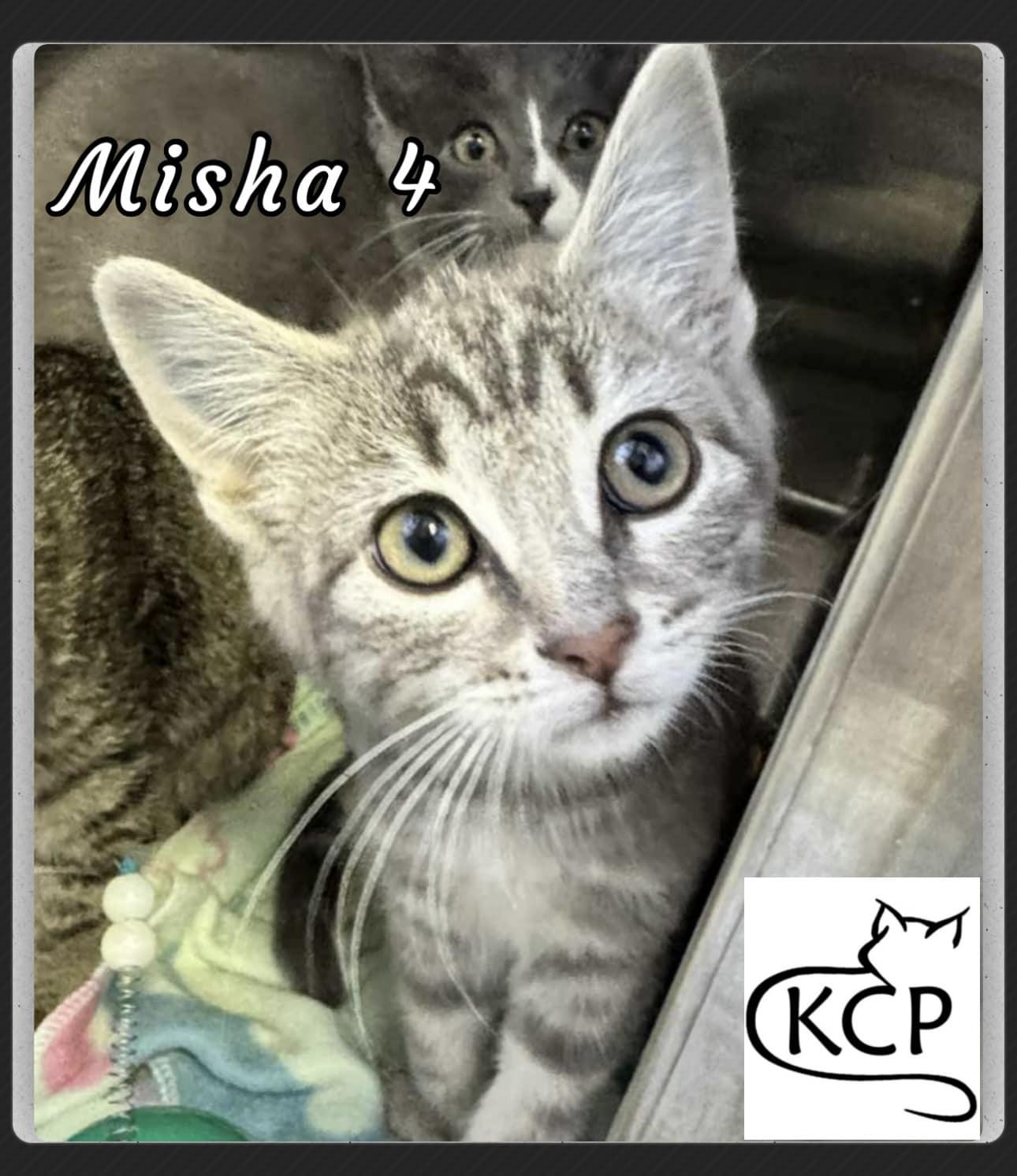 Misha 4, an adoptable Domestic Short Hair in Courtenay, BC, V9N 7P1 | Photo Image 1