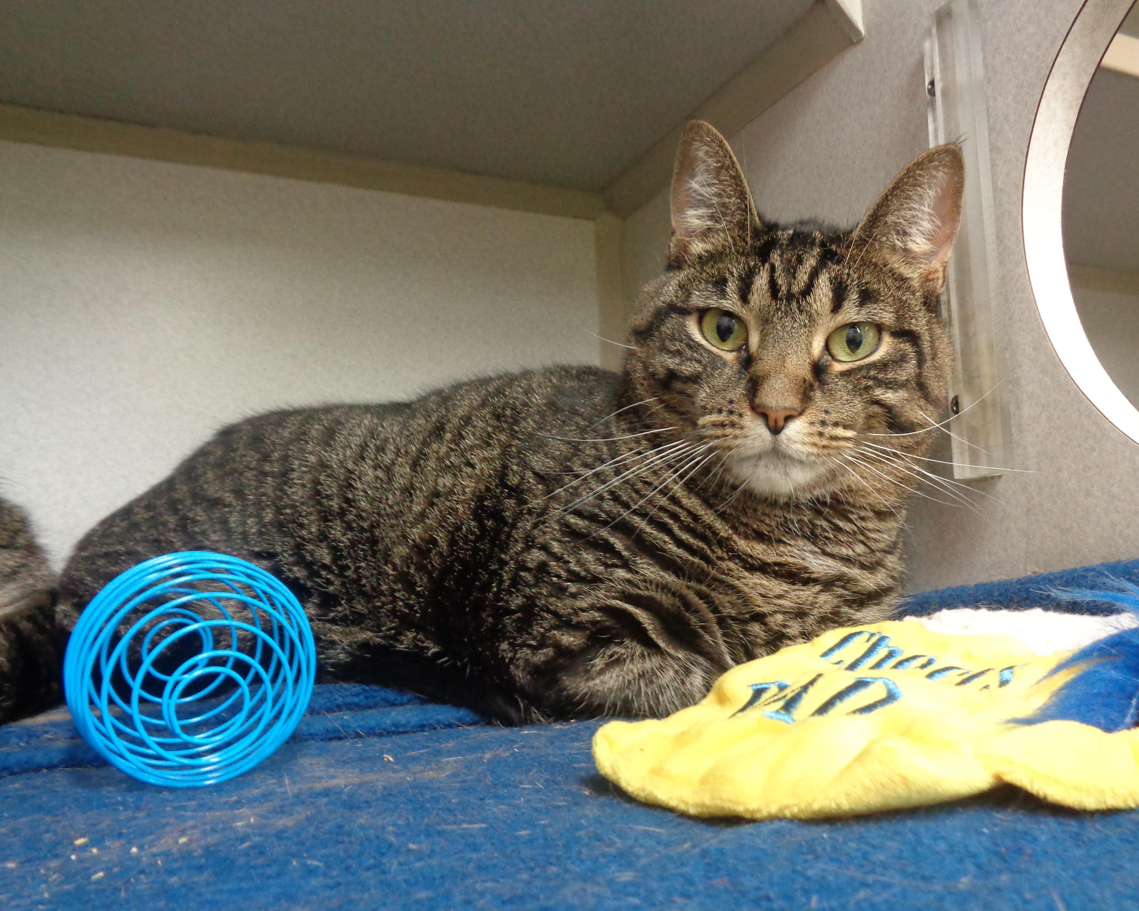 Enlarge DANI, a Adoptable Tiger in Delhi, NY image 5/6