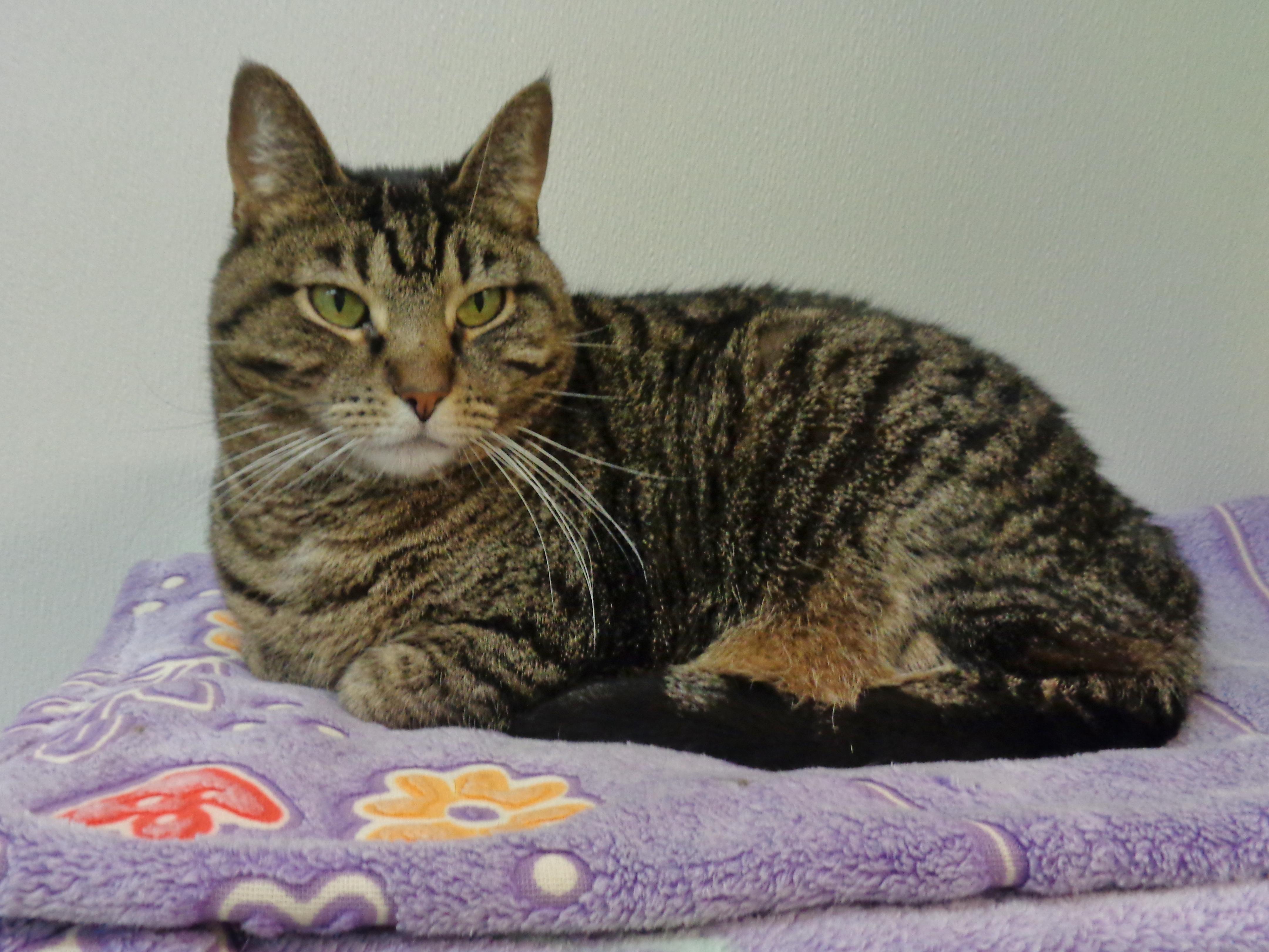 DANI, Adoptable, Adult Female Tiger.