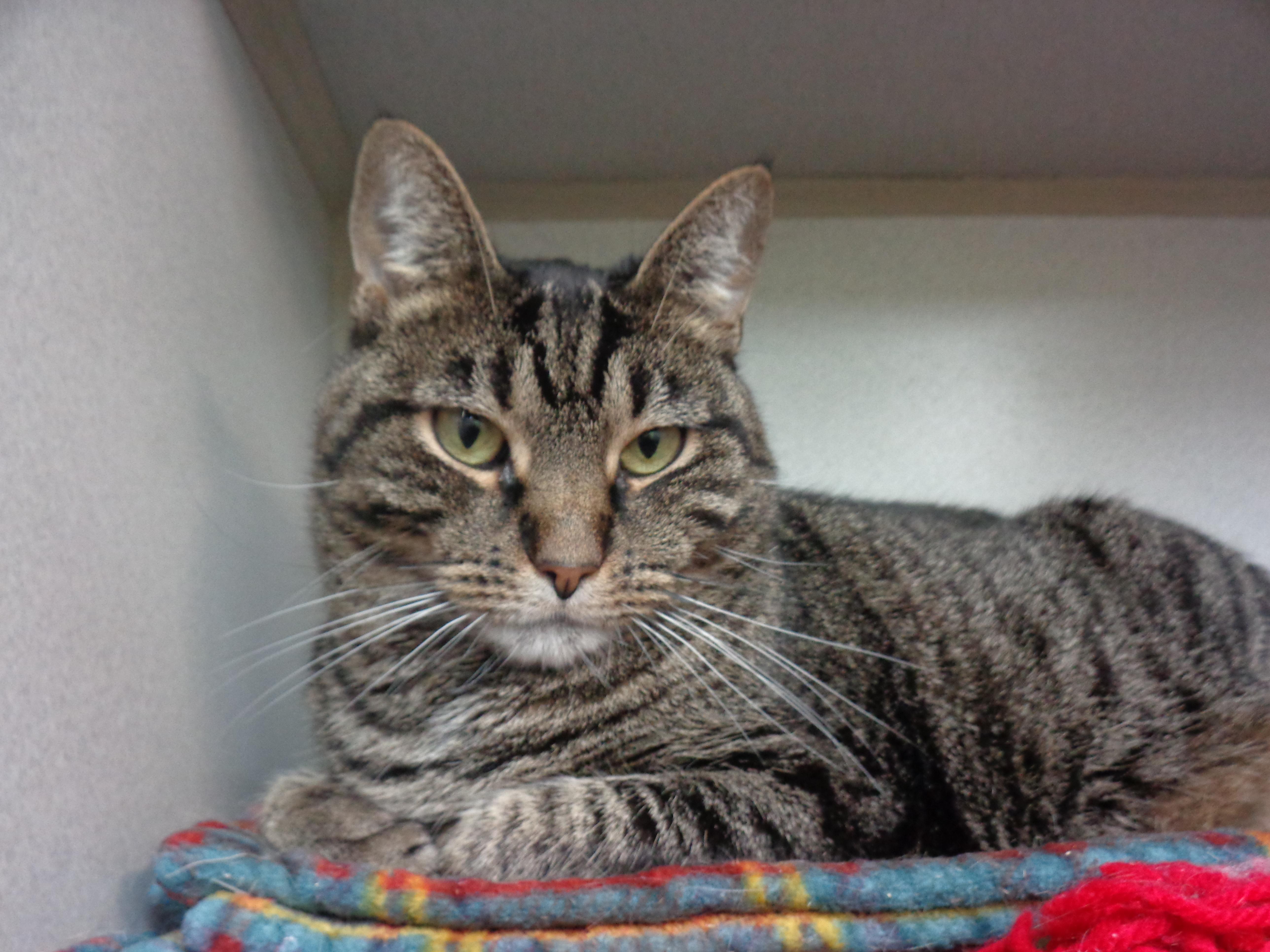 Enlarge DANI, a Adoptable Tiger in Delhi, NY image 3/6