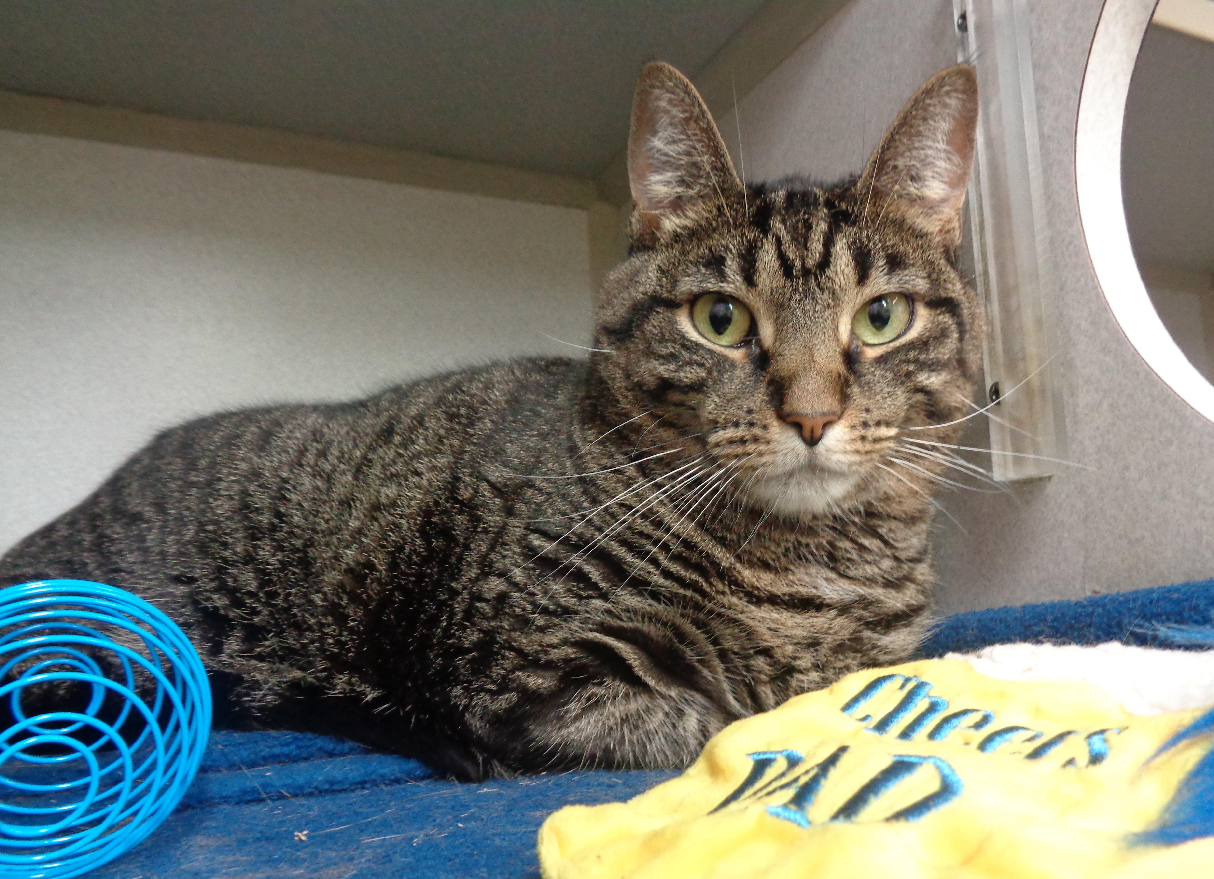 DANI, Adoptable, Adult Female Tiger.