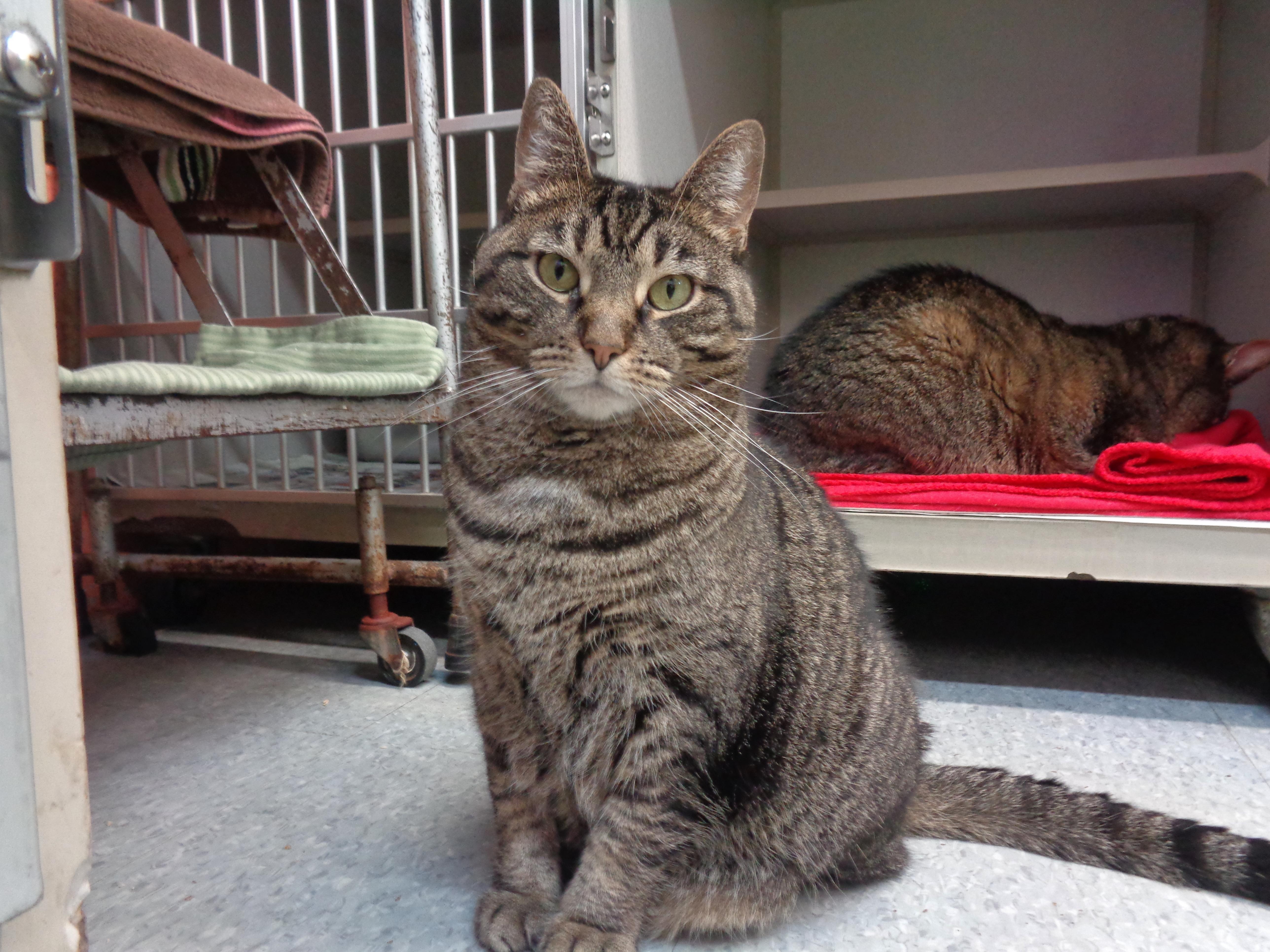 DANI, Adoptable, Adult Female Tiger.