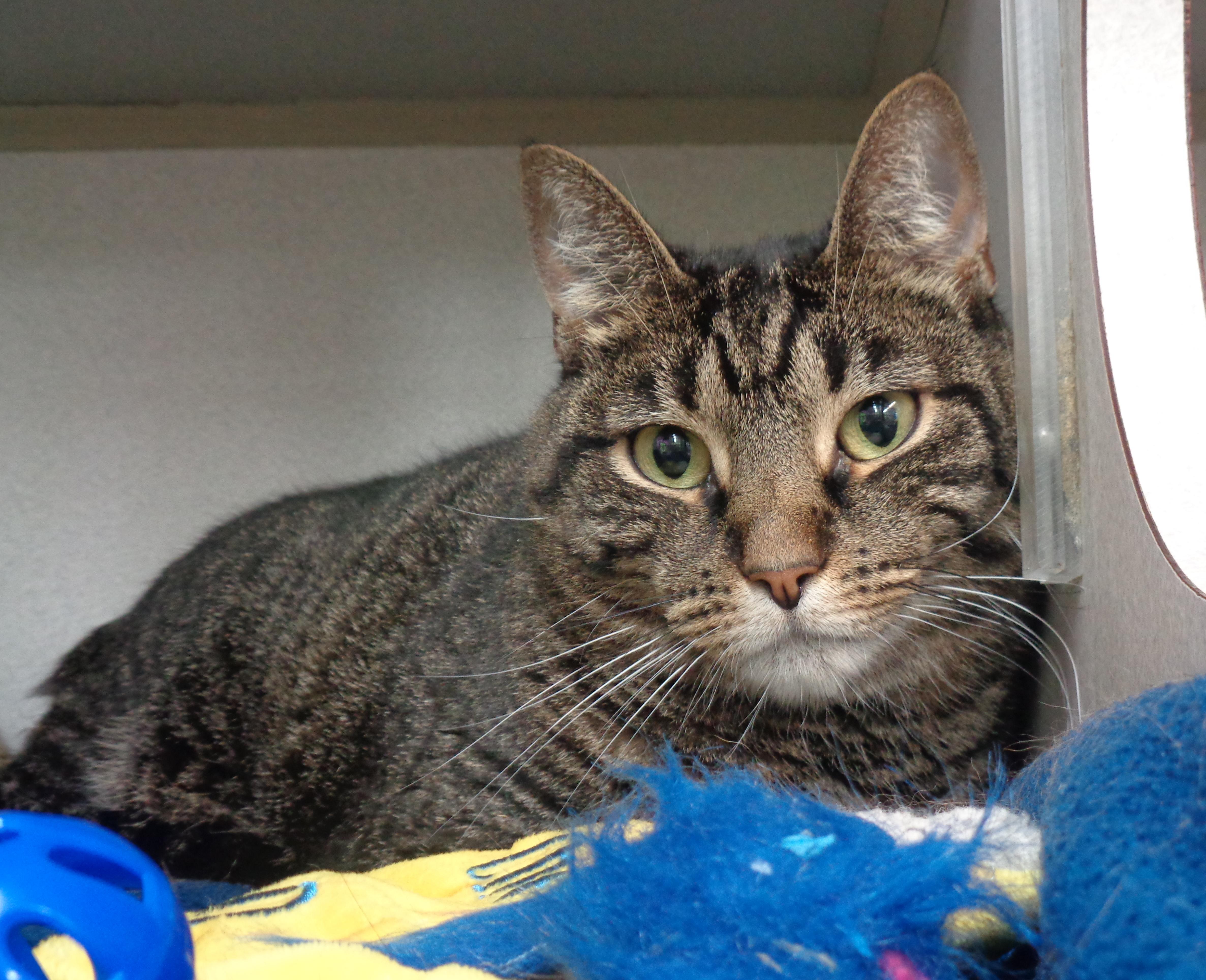 Enlarge DANI, a Adoptable Tiger in Delhi, NY image 6/6