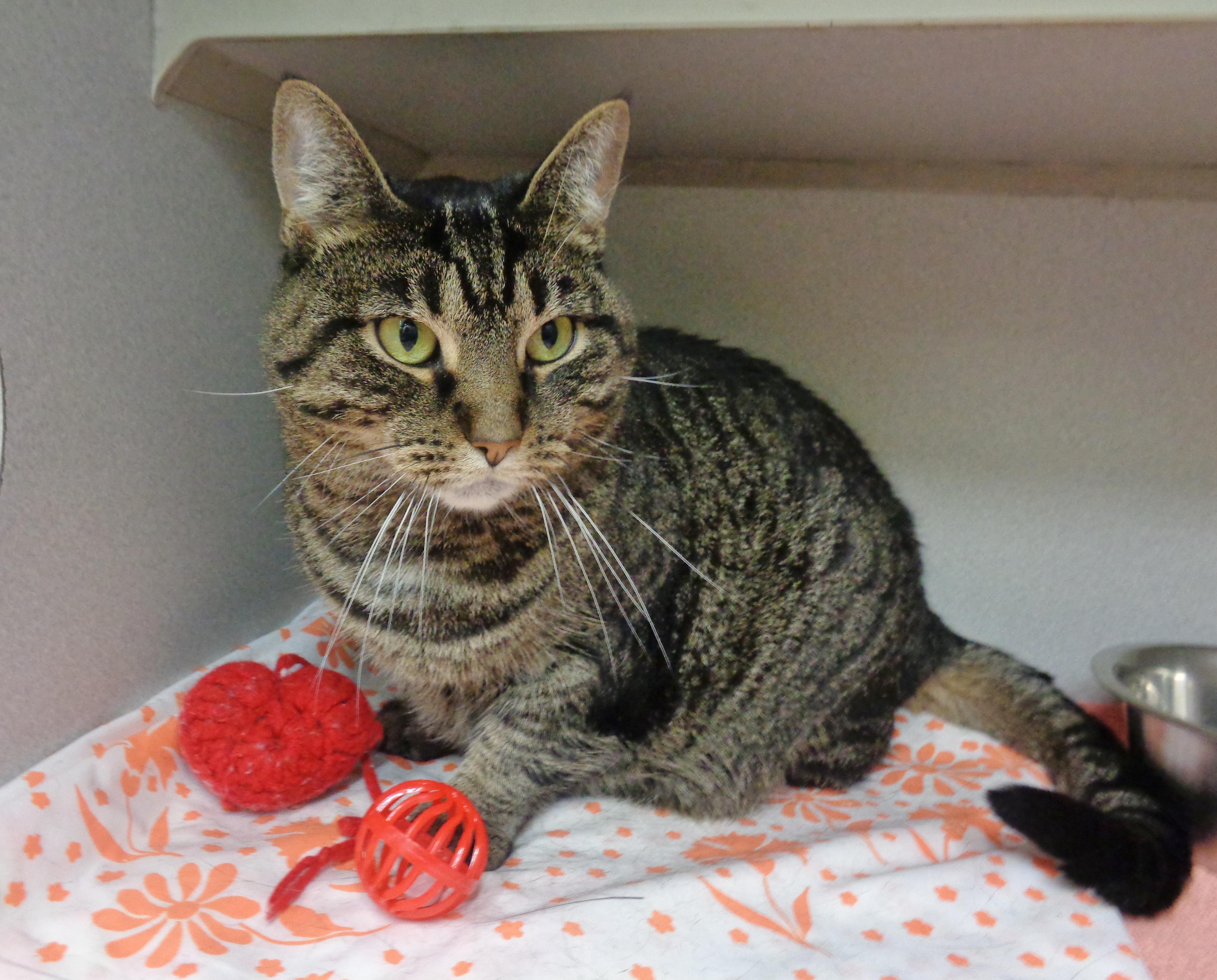 Enlarge DANI, a Adoptable Tiger in Delhi, NY image 2/6