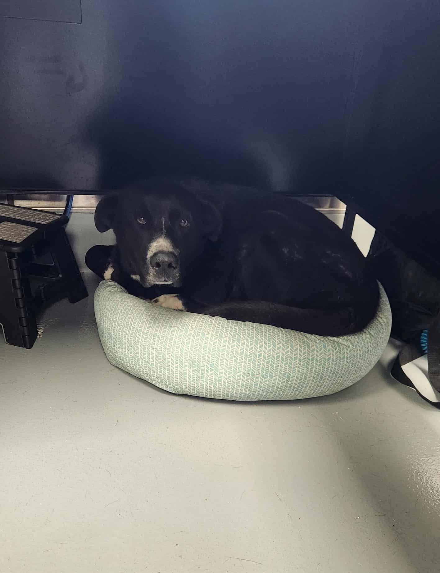 Stubbies thumbnail 3