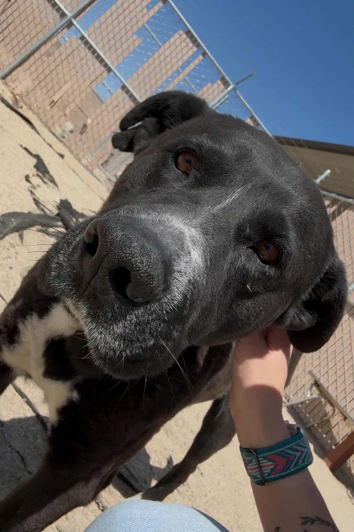 Stubbies thumbnail 2