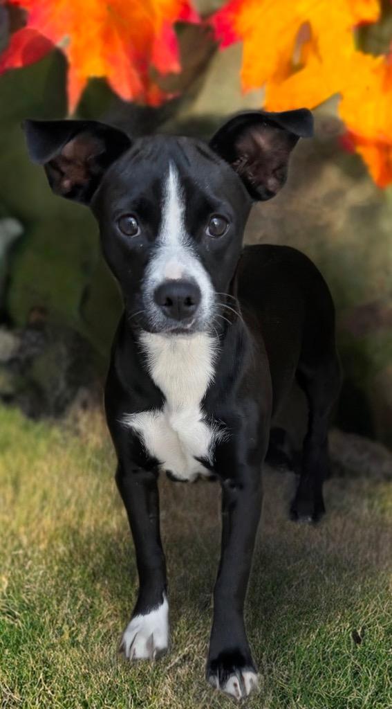 Aspen, a Adoptable mixed breed in Fort Myers, FL image 1/4
