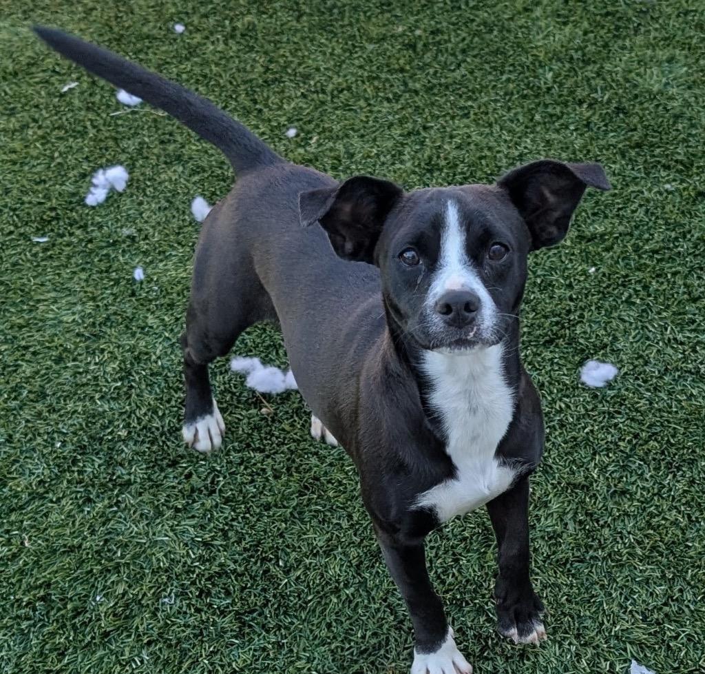 Aspen, a Adoptable mixed breed in Fort Myers, FL image 2/4