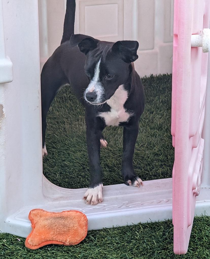 Aspen, a Adoptable mixed breed in Fort Myers, FL image 3/4