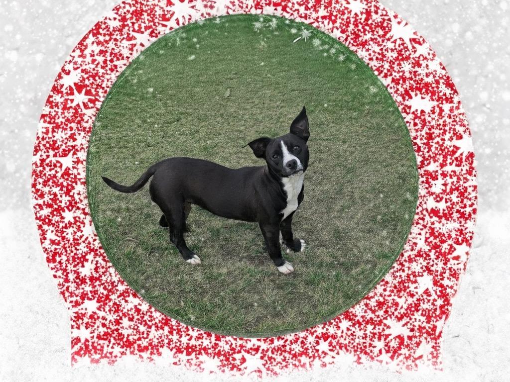 Aspen, a Adoptable mixed breed in Fort Myers, FL image 4/4