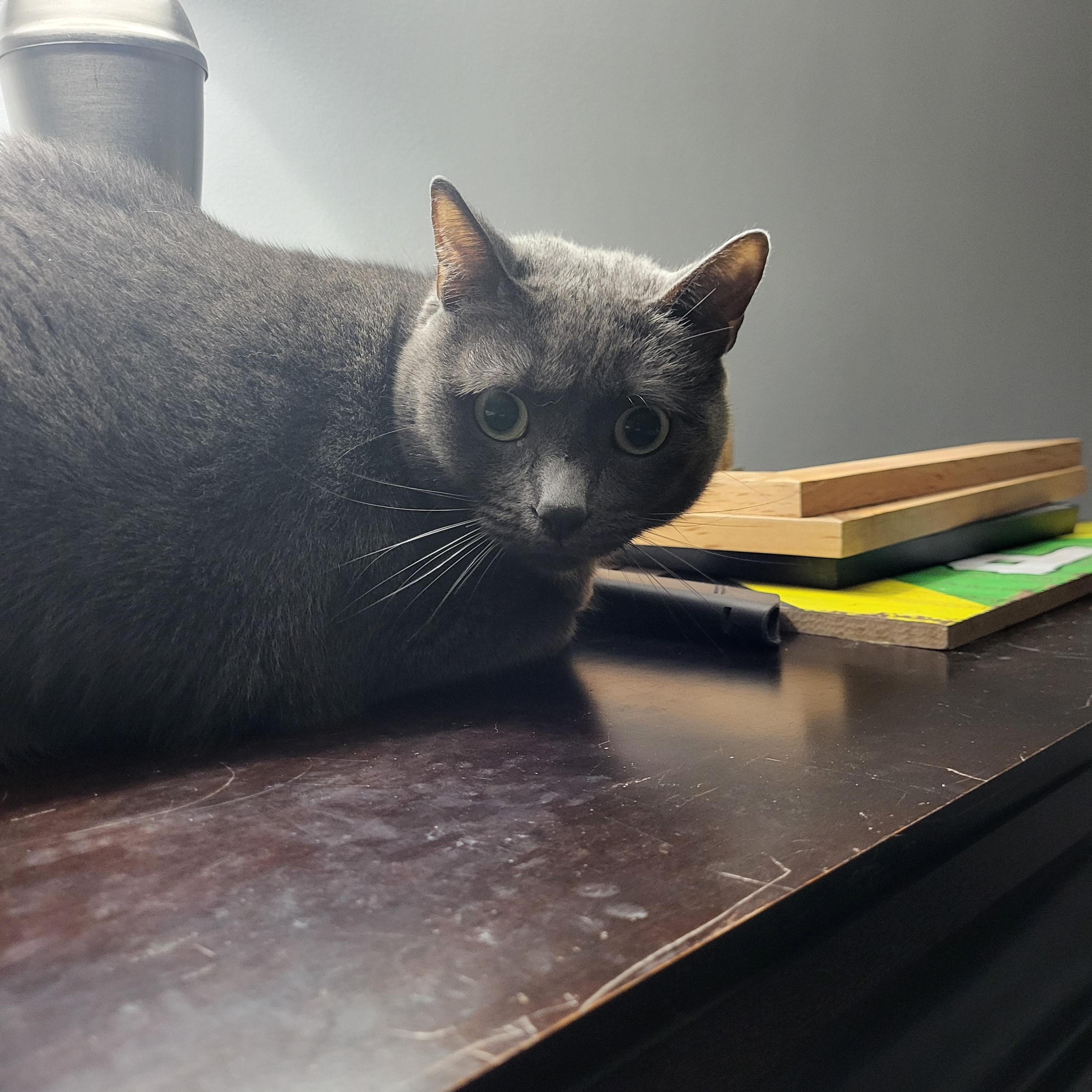 Gracie, ADOPTABLE, Adult Female Russian Blue & Domestic Short Hair.