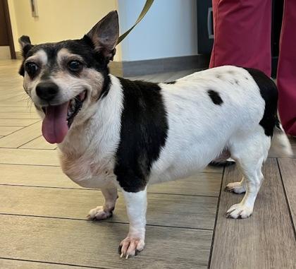 Dancer, Adoptable, Adult Female Parson Russell Terrier & Mixed Breed.