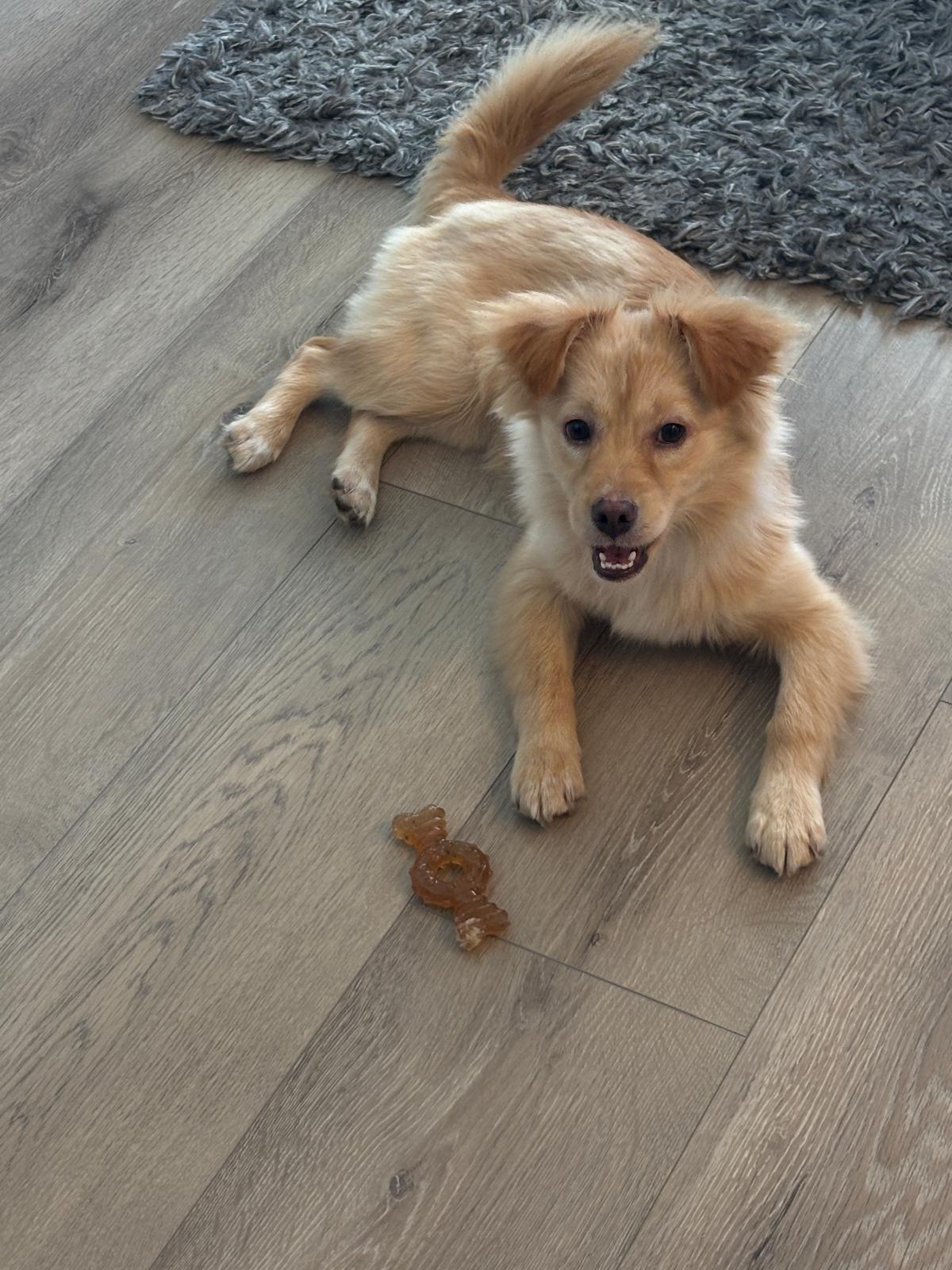 Tina, an adopted Mixed Breed in Toronto, ON image 3/3