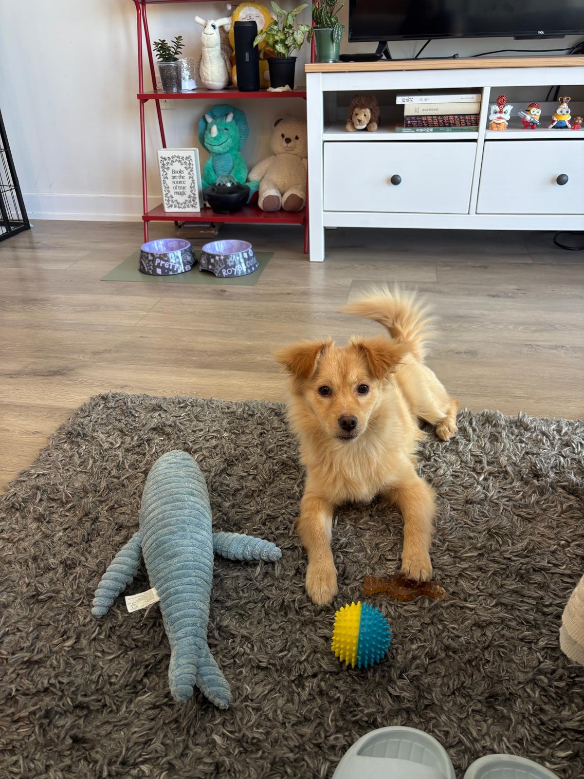 Tina, an adopted Mixed Breed in Toronto, ON image 2/3
