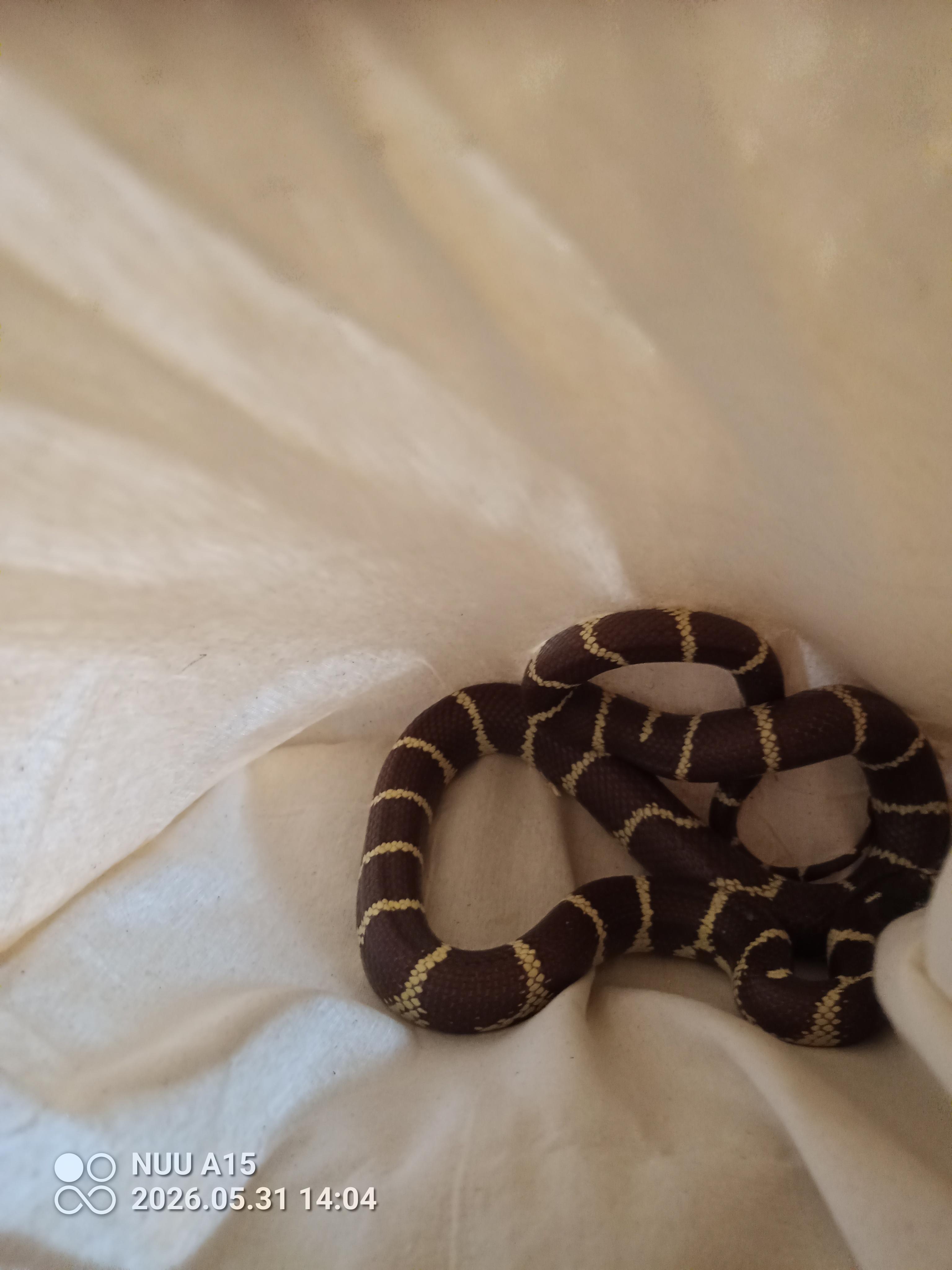 Enlarge Countess Chocula, a Adoptable King / Milk in Modesto, CA image 2/2