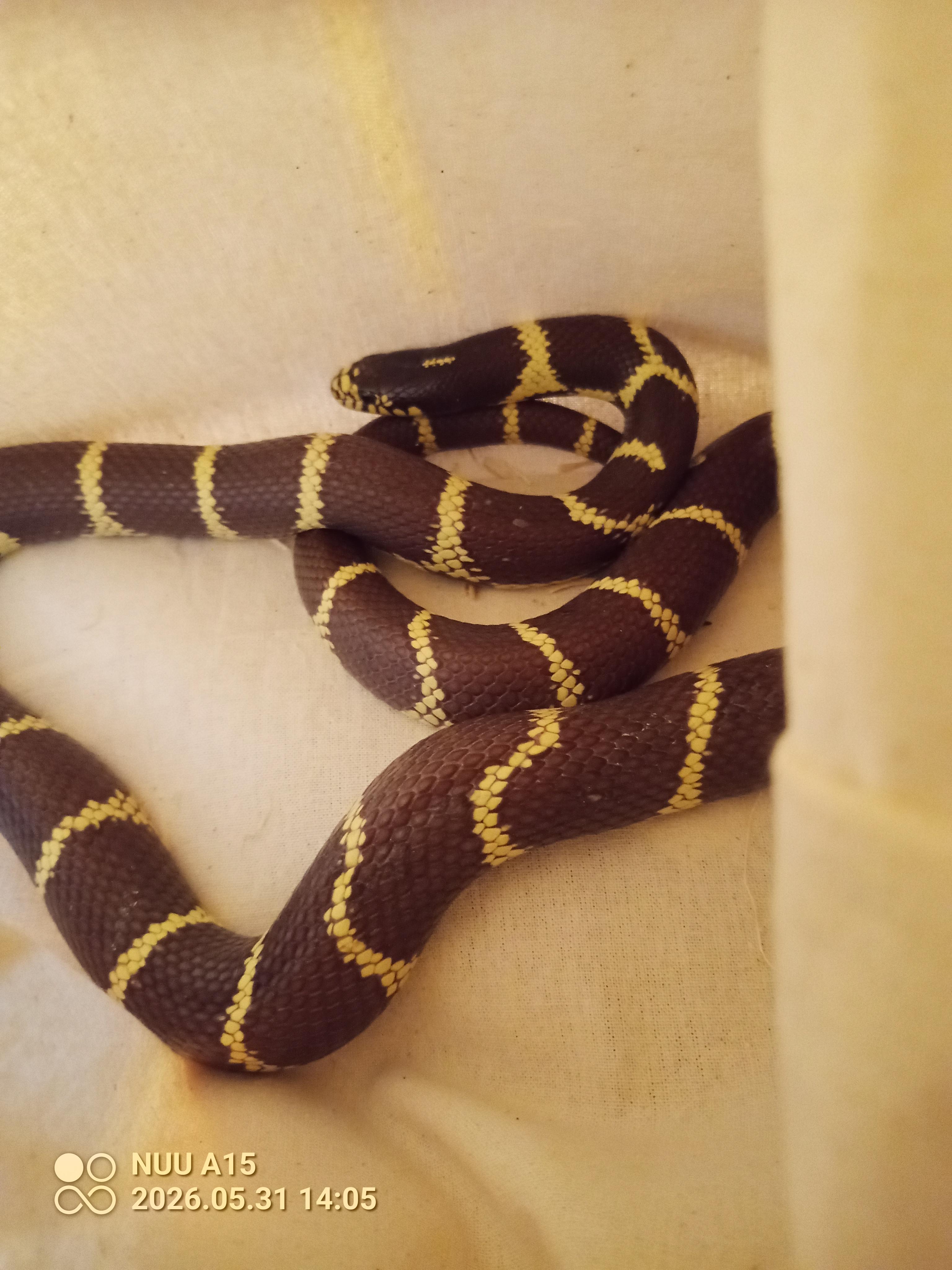 Countess Chocula, Adoptable, Adult Female King / Milk.
