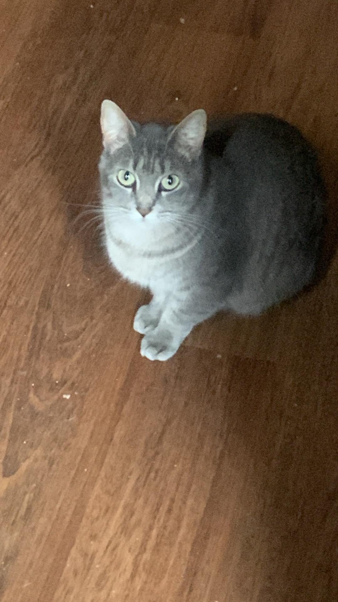 Holly, Adoptable, Adult Female Domestic Short Hair.