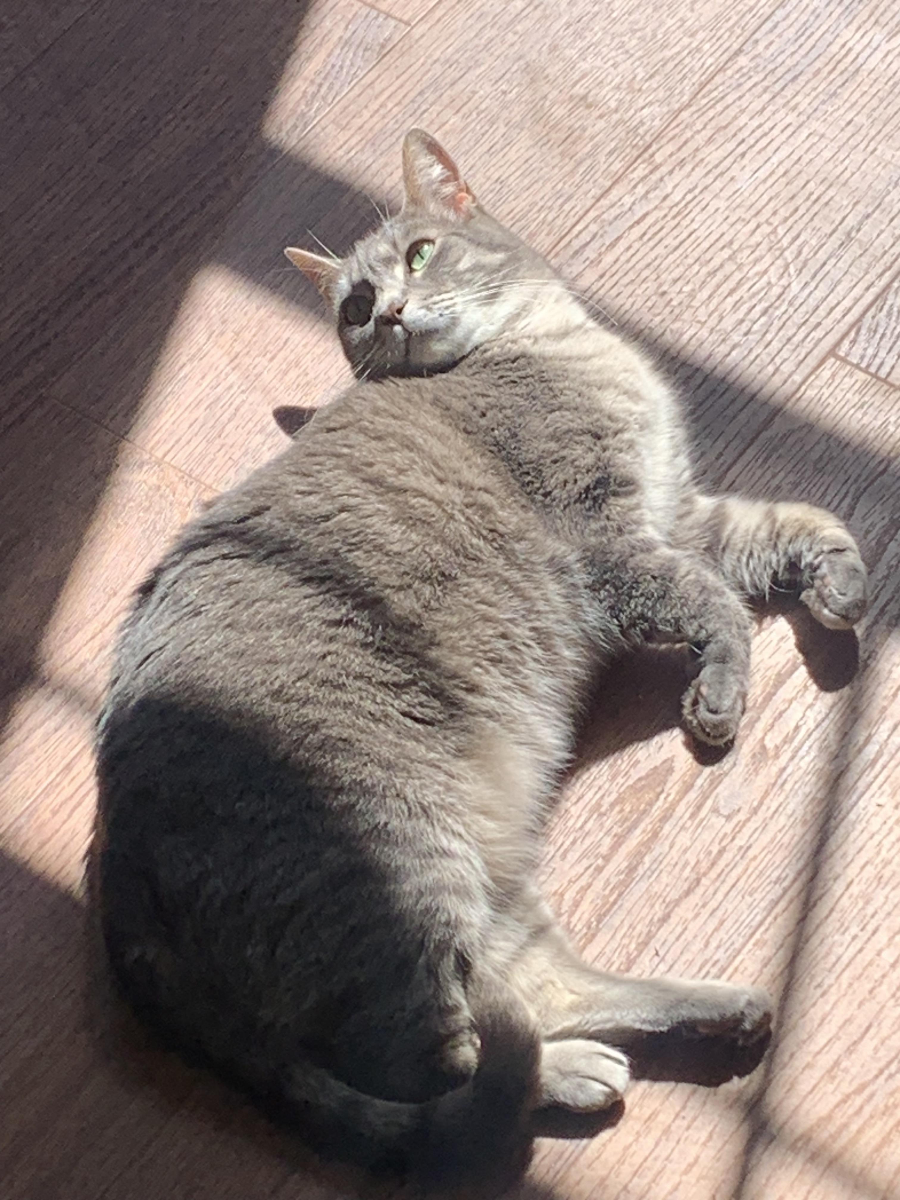 Holly, a Adoptable Domestic Short Hair in Little River, SC image 2/2