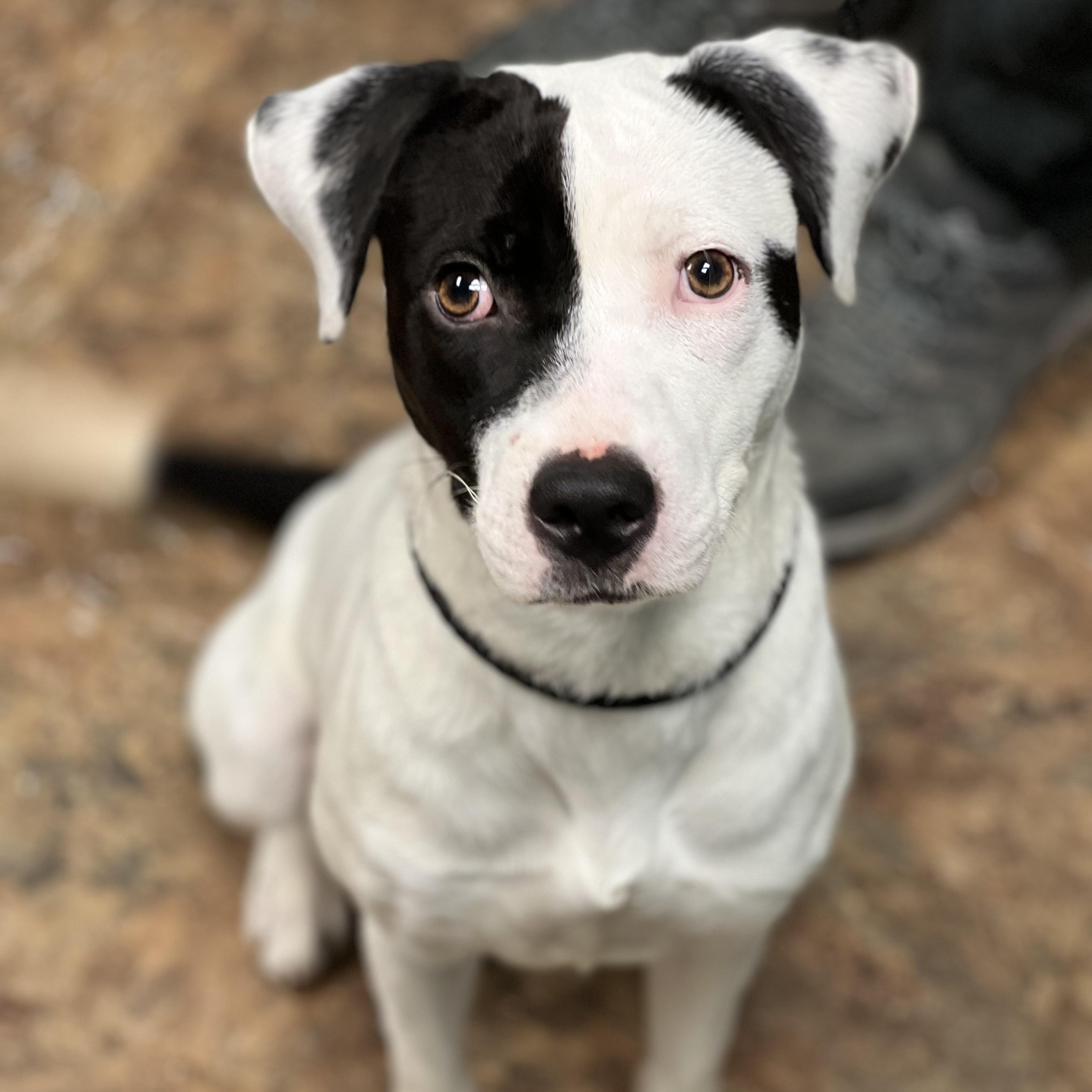Enlarge STEVIE - ARRIVING IN MAINE JANUARY 10TH, a ADOPTABLE Mixed Breed in Berwick, ME image 1/6