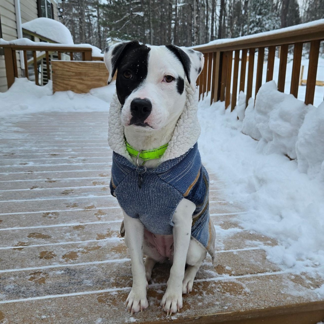Enlarge STEVIE - LOCATED IN MAINE, a ADOPTABLE Mixed Breed in Berwick, ME image 4/6
