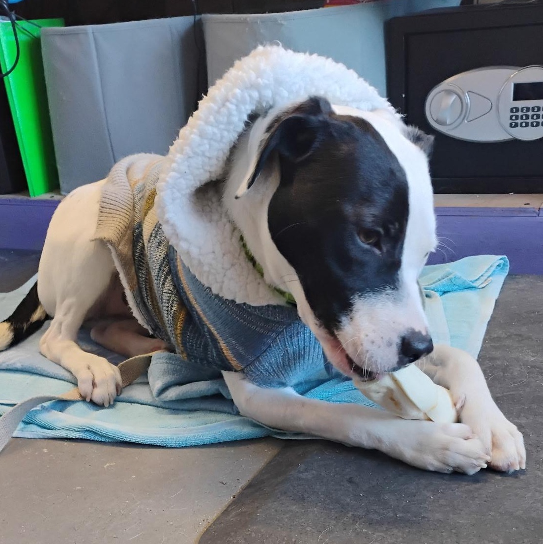 Enlarge STEVIE - LOCATED IN MAINE, a ADOPTABLE Mixed Breed in Berwick, ME image 6/6