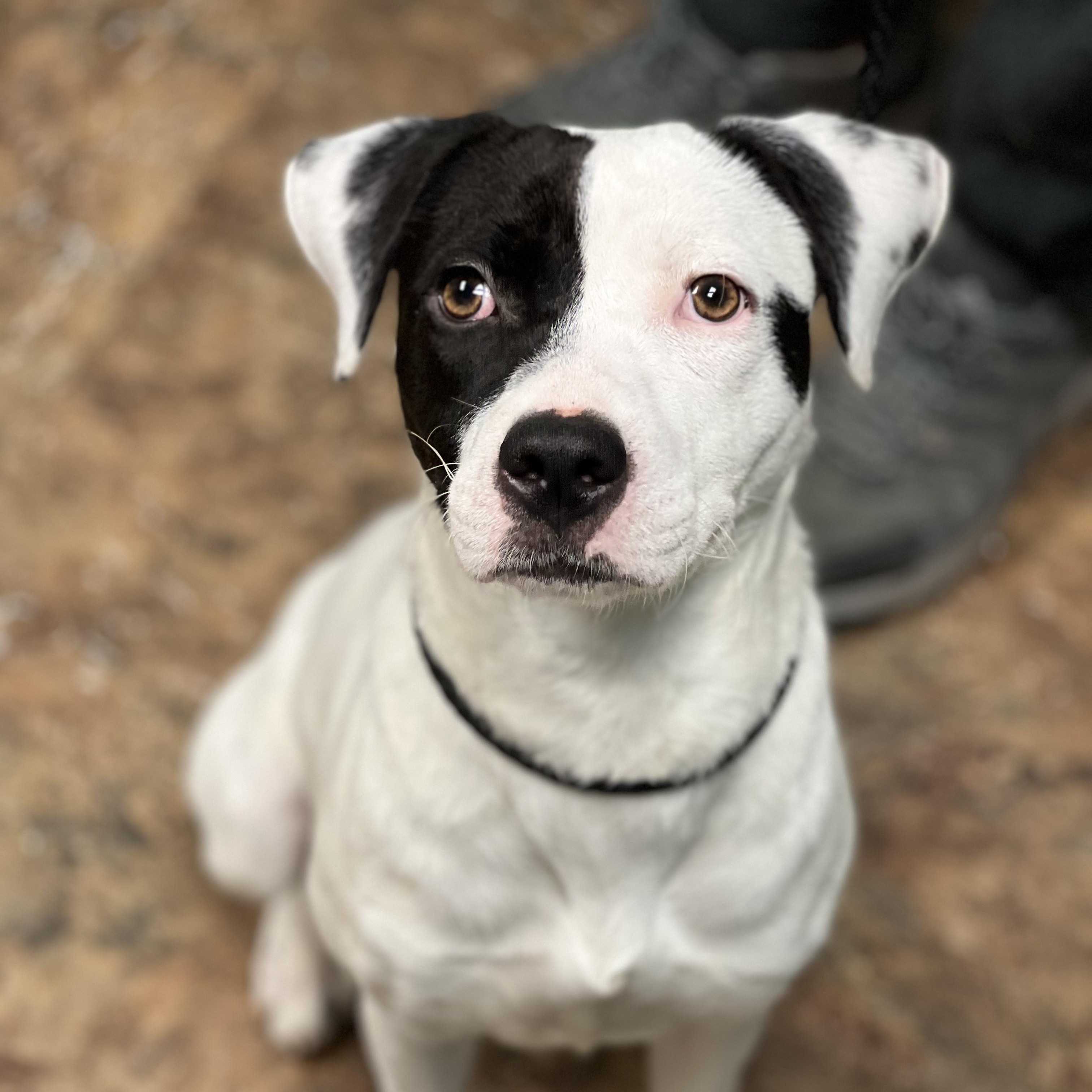 Enlarge STEVIE - ARRIVING IN MAINE JANUARY 10TH, a ADOPTABLE Mixed Breed in Berwick, ME image 2/6