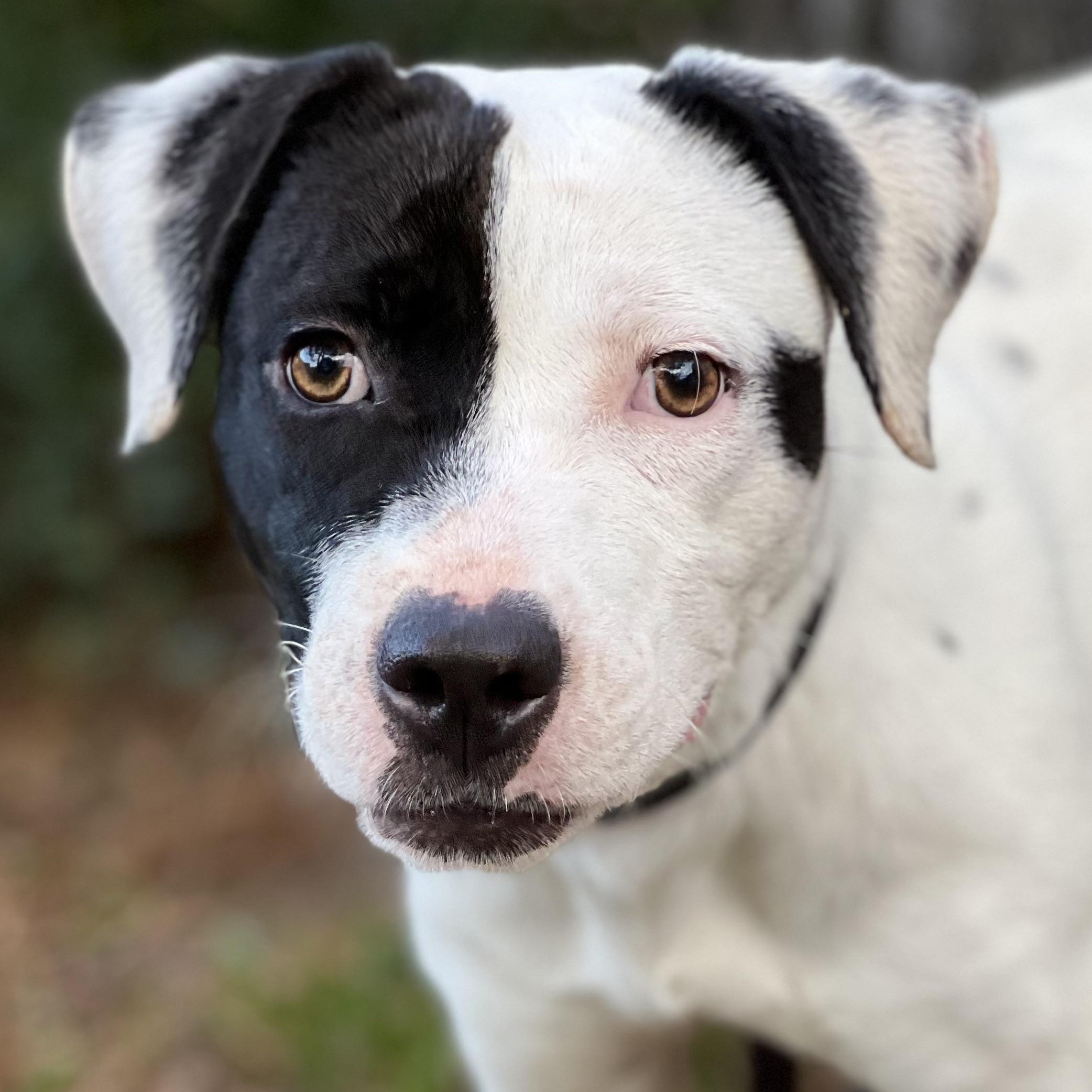 Enlarge STEVIE - ARRIVING IN MAINE JANUARY 10TH, a ADOPTABLE Mixed Breed in Berwick, ME image 6/6