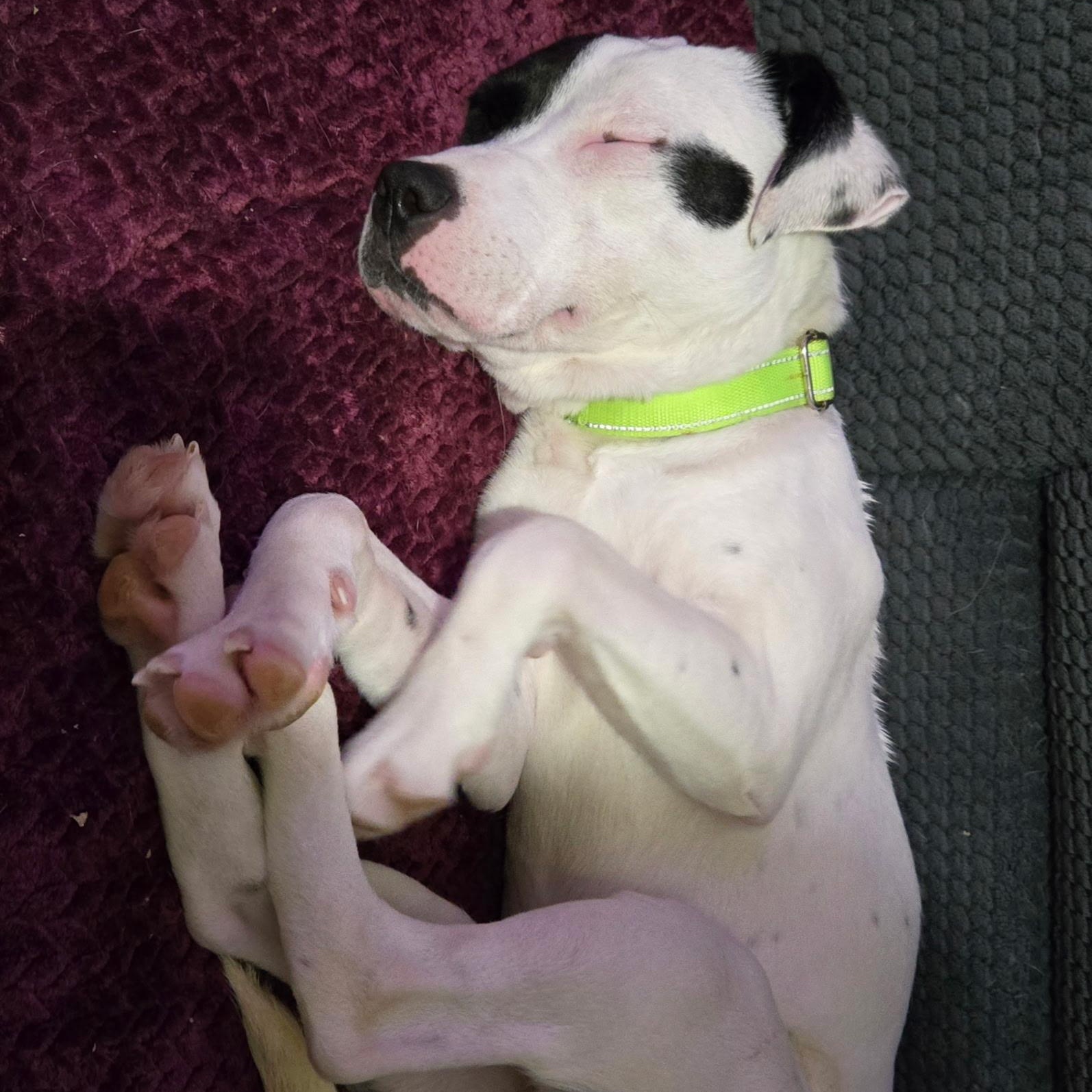 Enlarge STEVIE - LOCATED IN MAINE, a ADOPTABLE Mixed Breed in Berwick, ME image 5/6