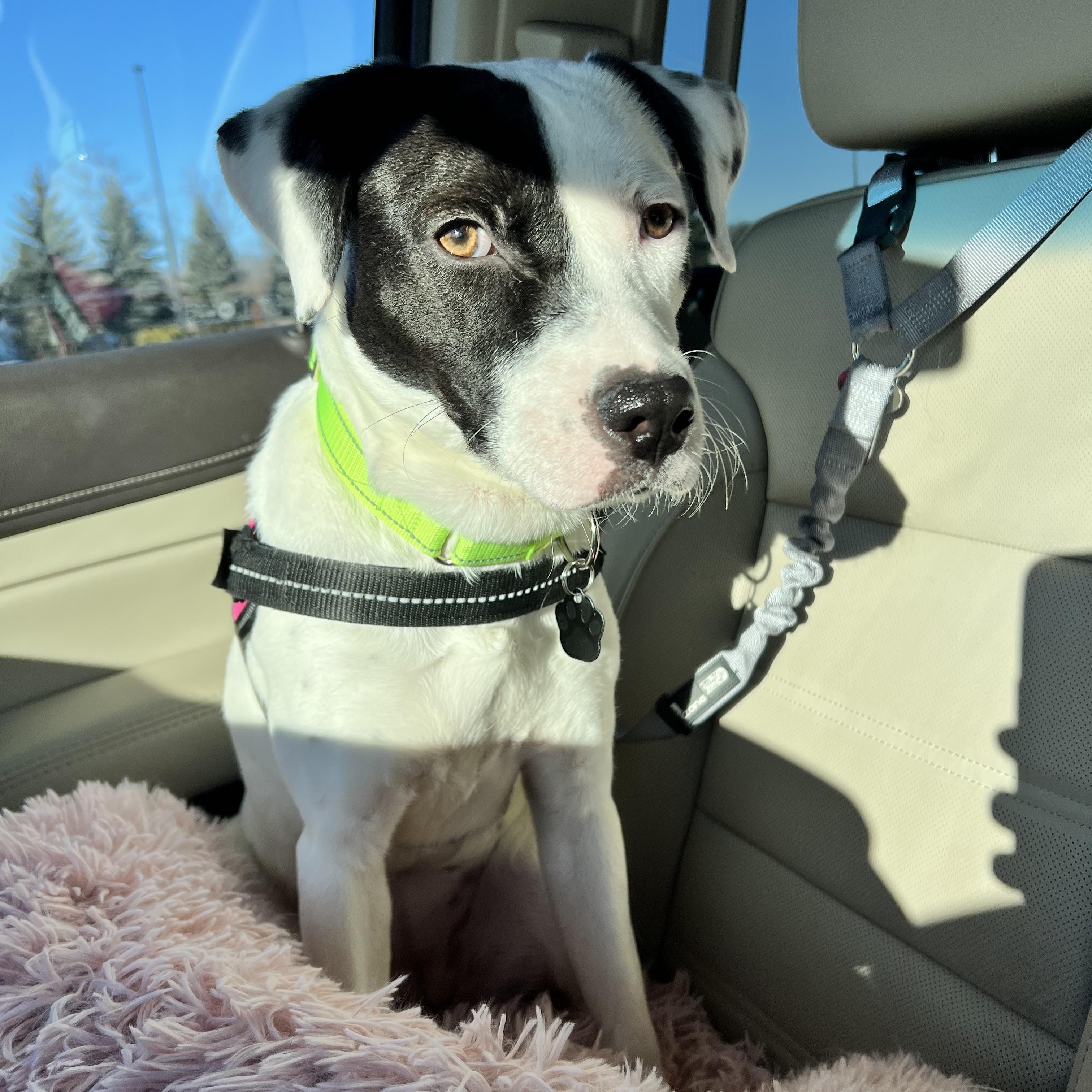 Enlarge STEVIE - LOCATED IN MAINE, a ADOPTABLE Mixed Breed in Berwick, ME image 3/6