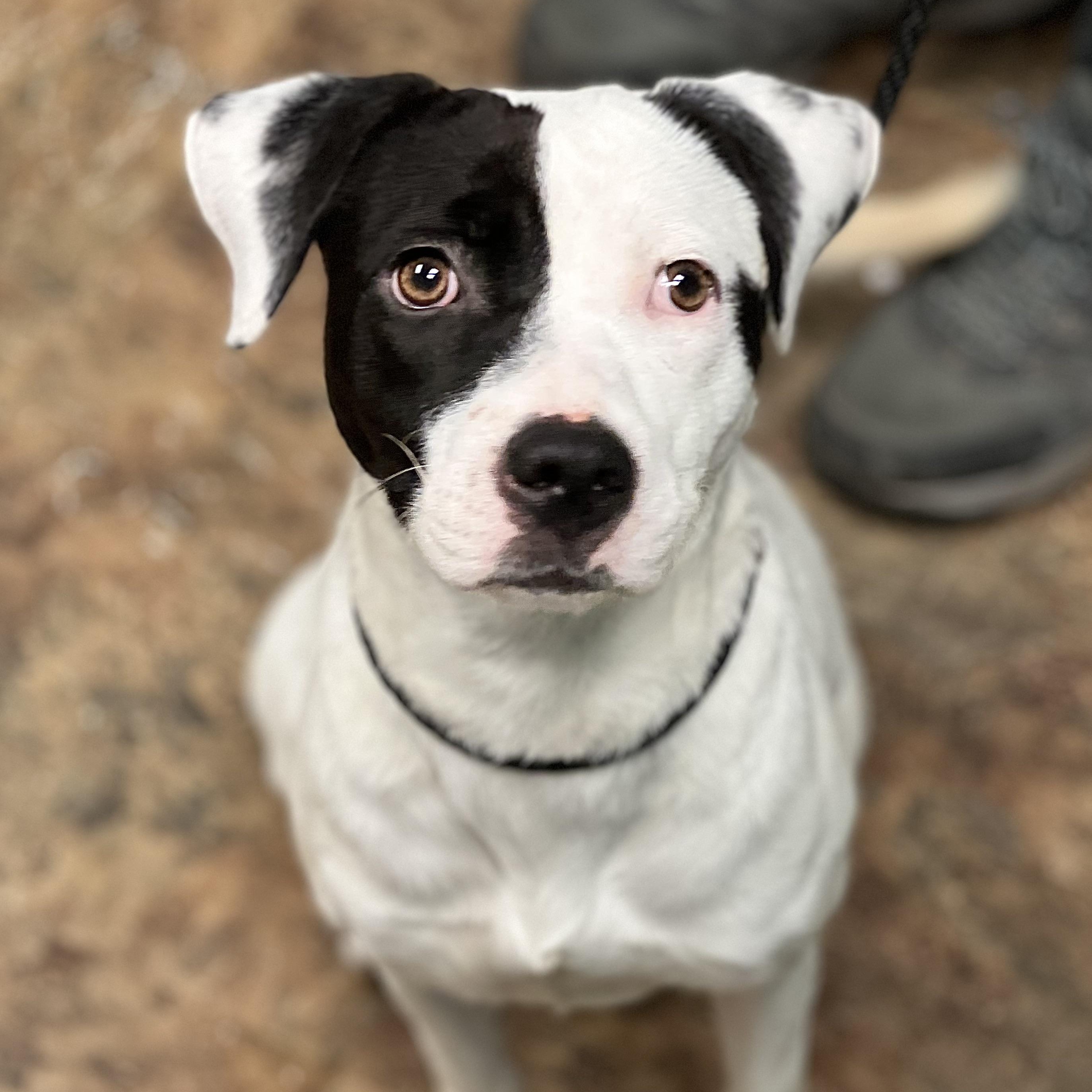 Enlarge STEVIE - ARRIVING IN MAINE JANUARY 10TH, a ADOPTABLE Mixed Breed in Berwick, ME image 3/6