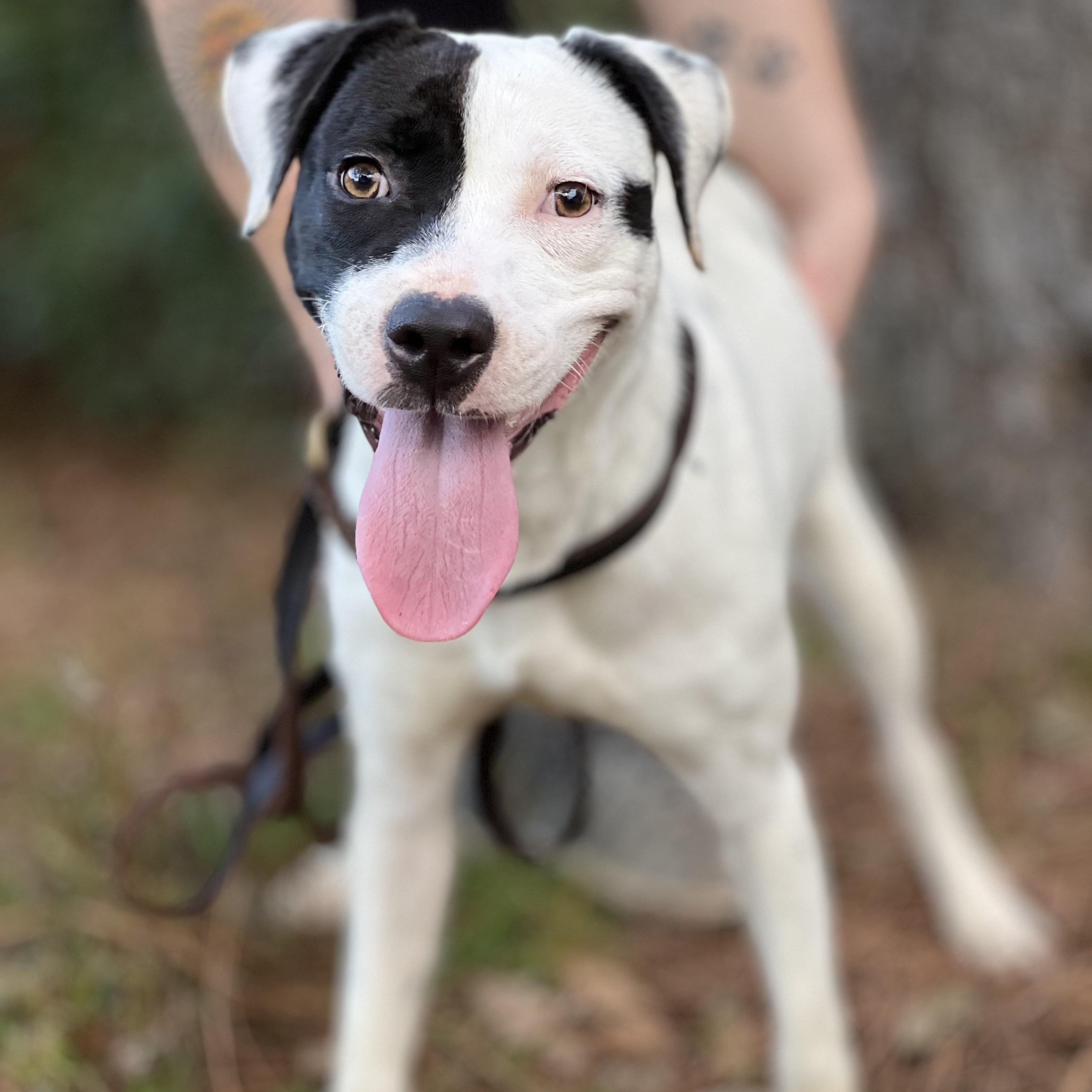 Enlarge STEVIE - ARRIVING IN MAINE JANUARY 10TH, a ADOPTABLE Mixed Breed in Berwick, ME image 5/6