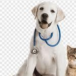 Evolve-test, a Adoptable American Staffordshire Terrier in Bettles, AK image 3/4