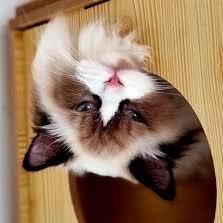 Evolve-test, a Adoptable American Staffordshire Terrier in Bettles, AK image 4/4