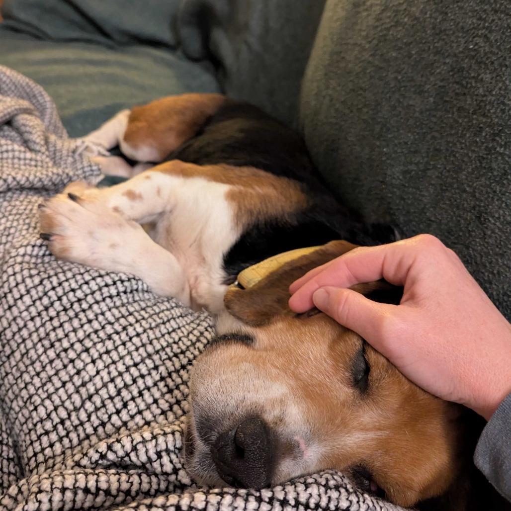 Sheldon, a Adoptable mixed breed in Troy, VA image 1/6