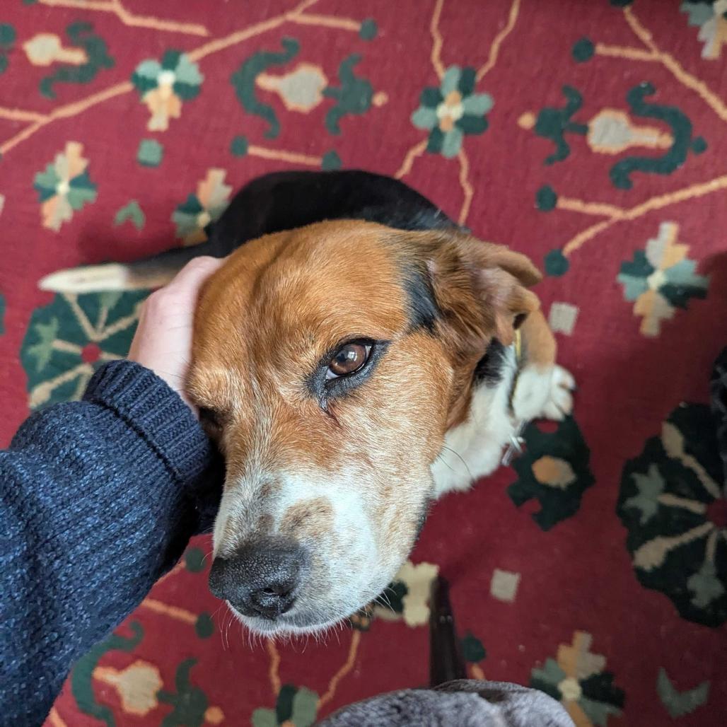 Sheldon, a Adoptable mixed breed in Troy, VA image 2/6
