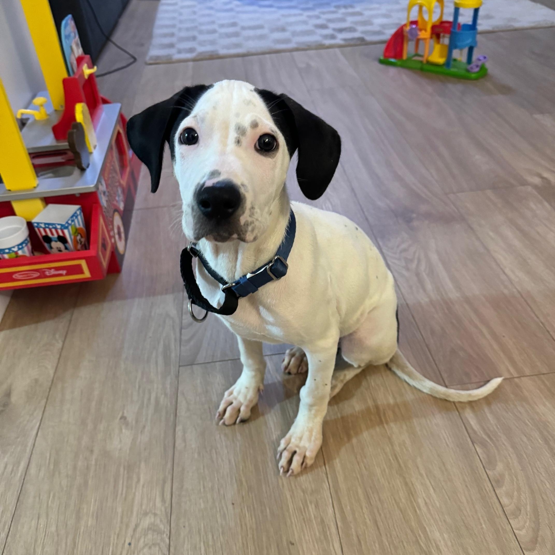 Enlarge Edward, an adopted mixed breed in New York, NY image 1/6