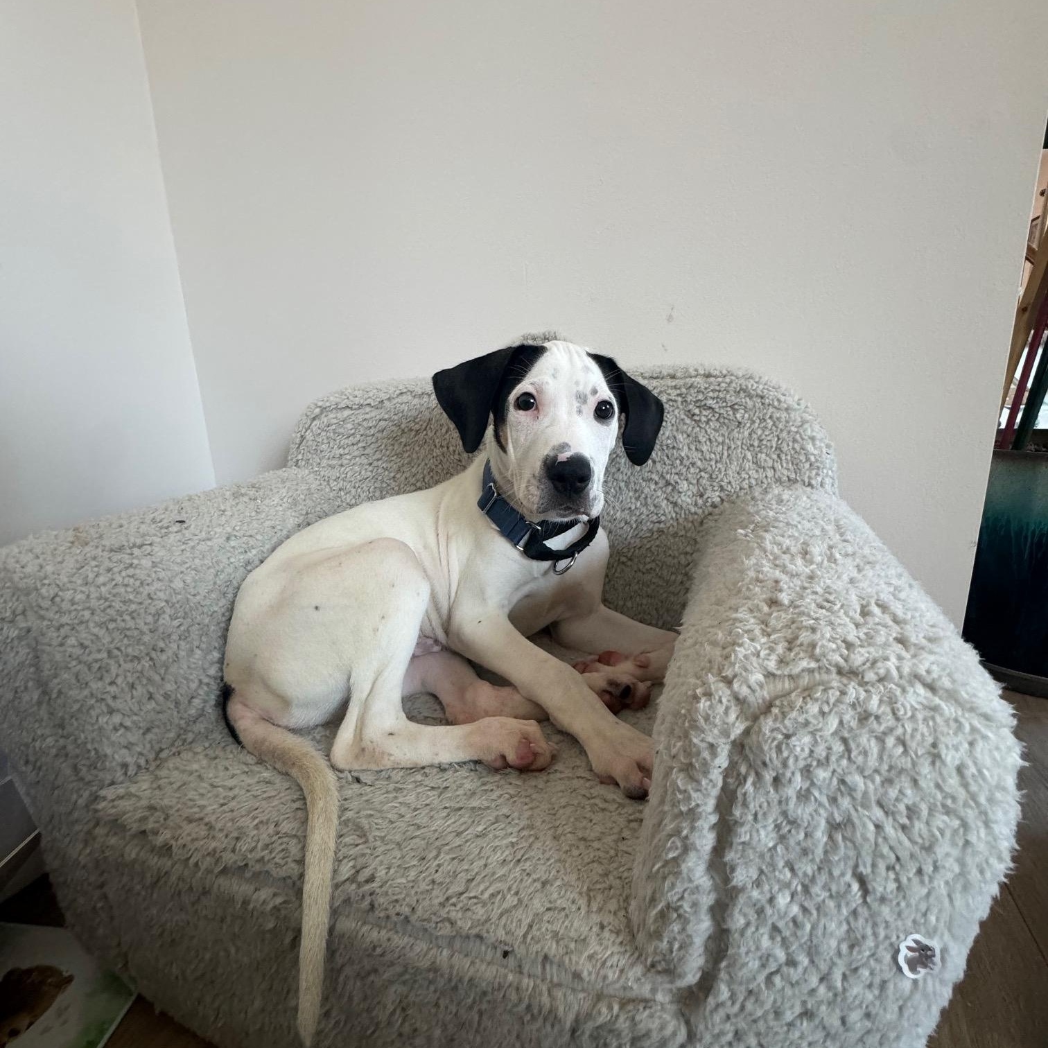 Enlarge Edward, an adopted mixed breed in New York, NY image 5/6