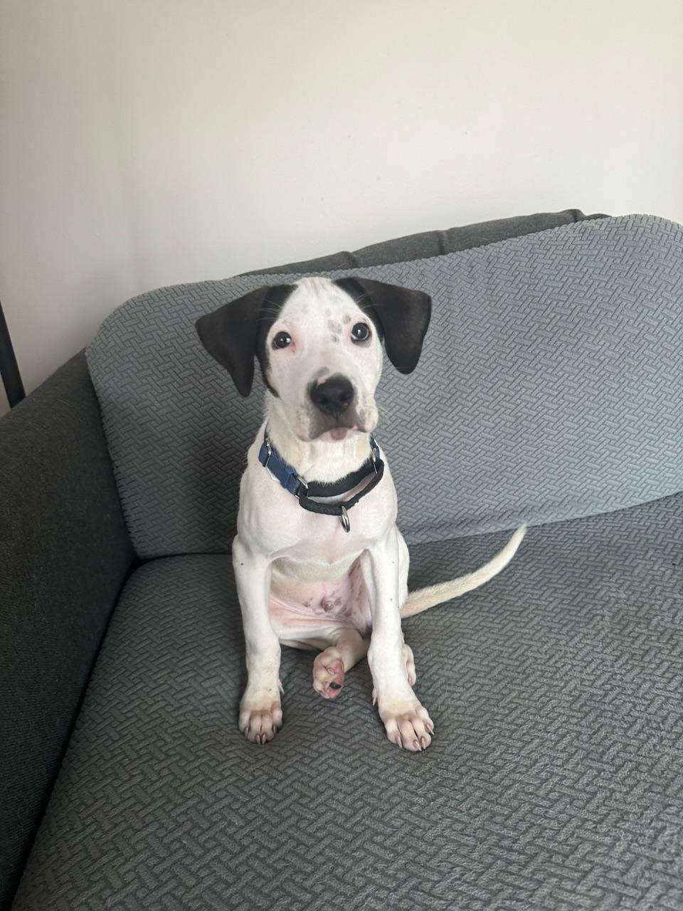 Enlarge Edward, an adopted mixed breed in New York, NY image 3/6