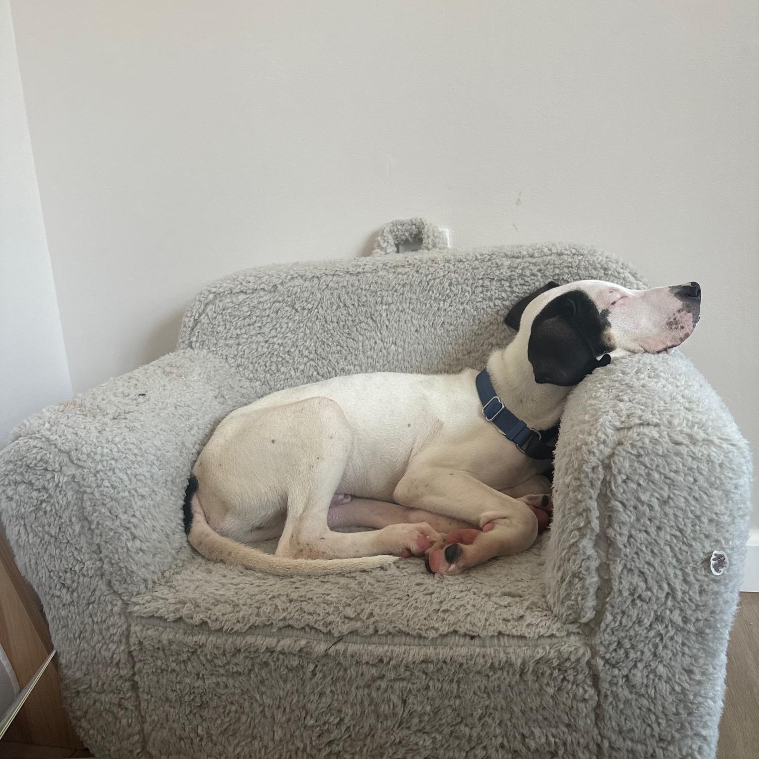 Enlarge Edward, an adopted mixed breed in New York, NY image 4/6