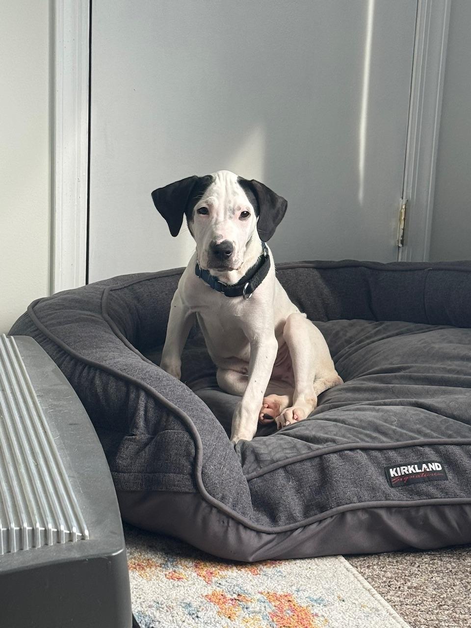 Enlarge Edward, an adopted mixed breed in New York, NY image 2/6